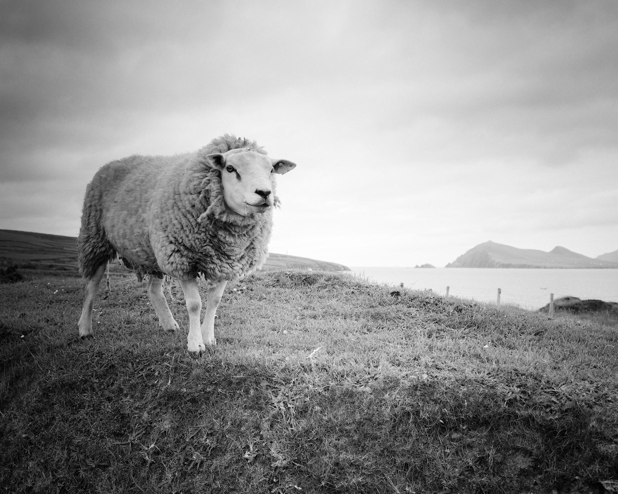 Bucky the Sheep, photographie en noir et blanc, paysage, édition limitée
