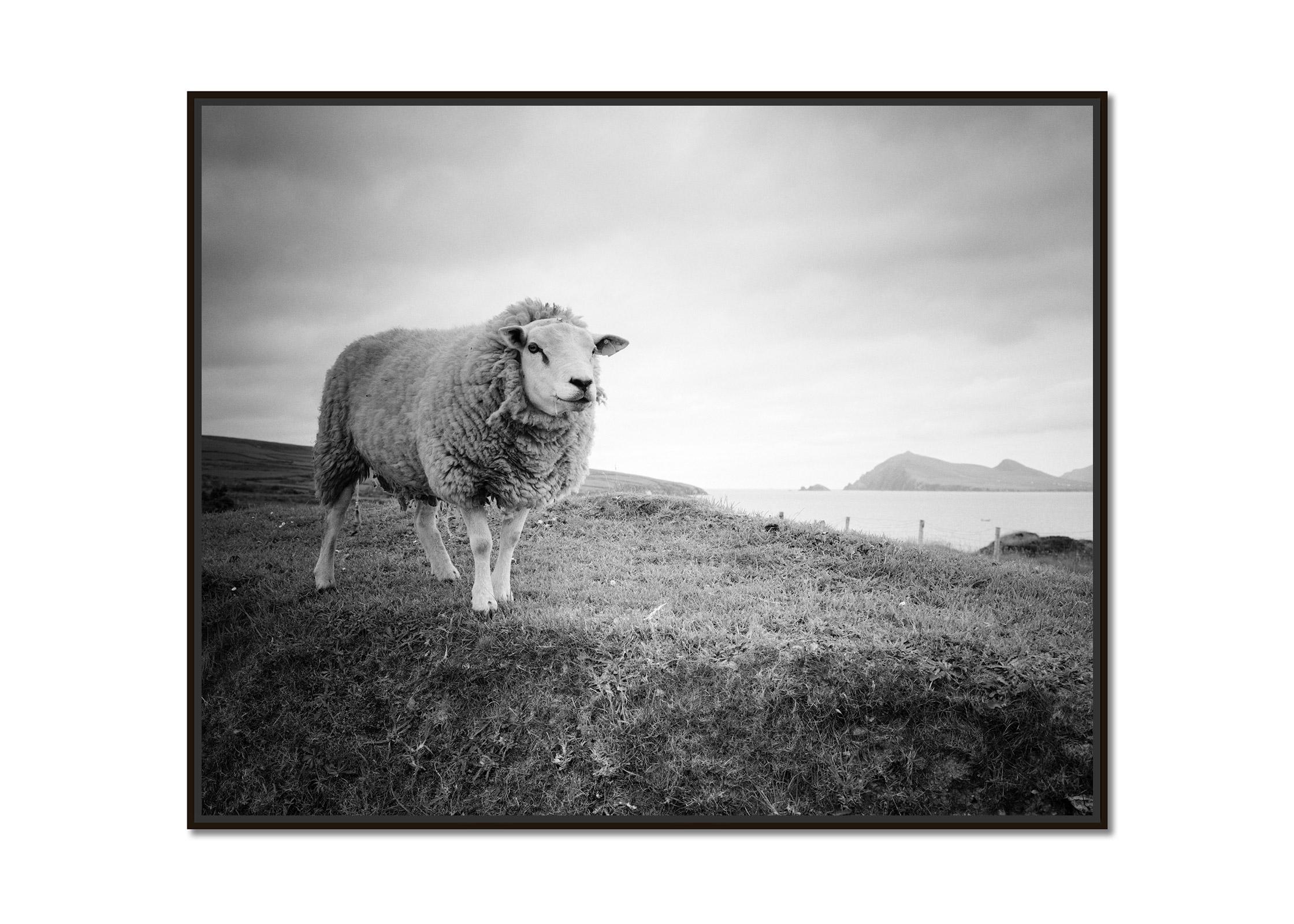 Bucky the Sheep Ireland black and white fine art landscape photography print - Photograph by Gerald Berghammer