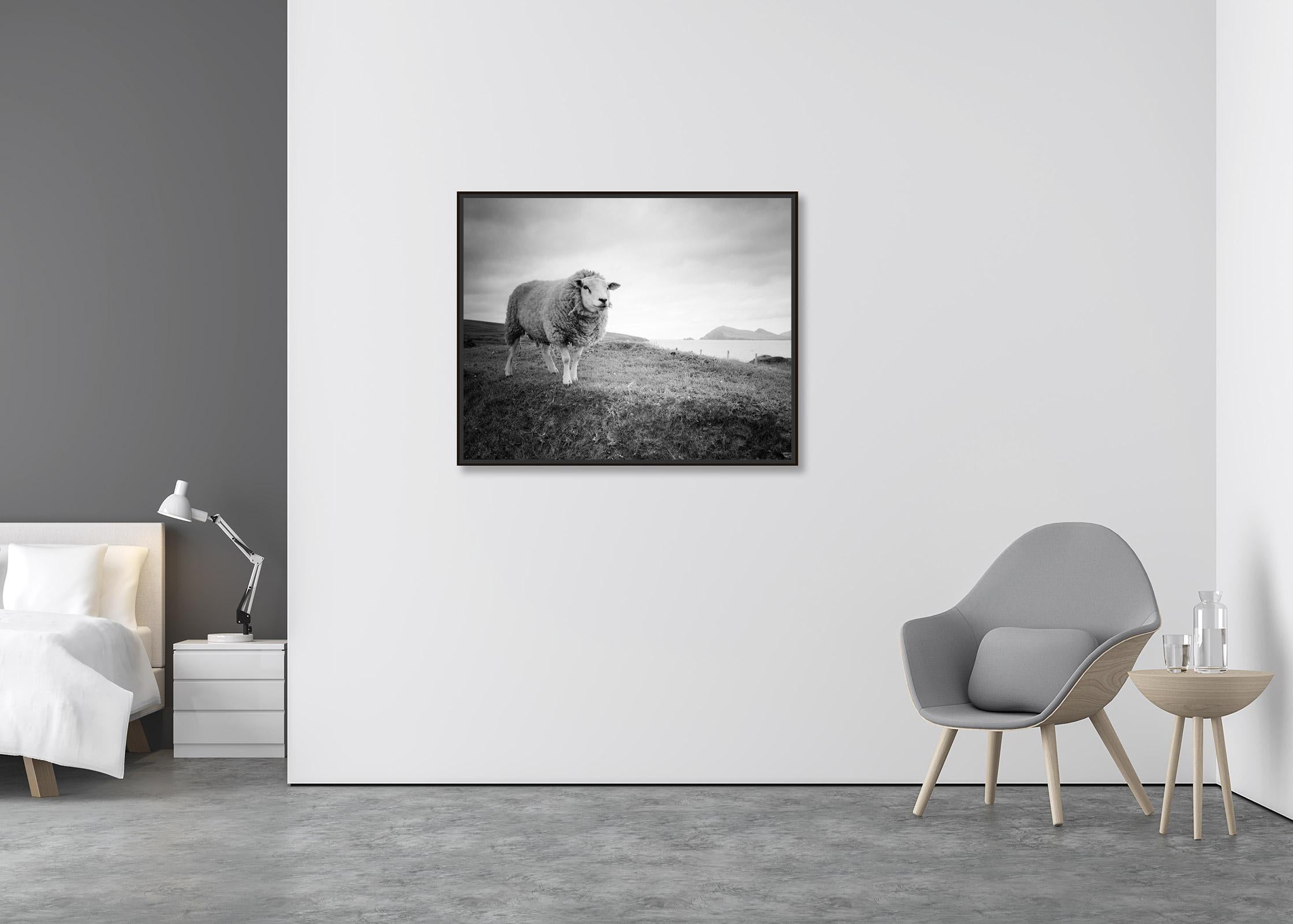 Bucky the Sheep Ireland black and white fine art landscape photography print - Contemporary Photograph by Gerald Berghammer