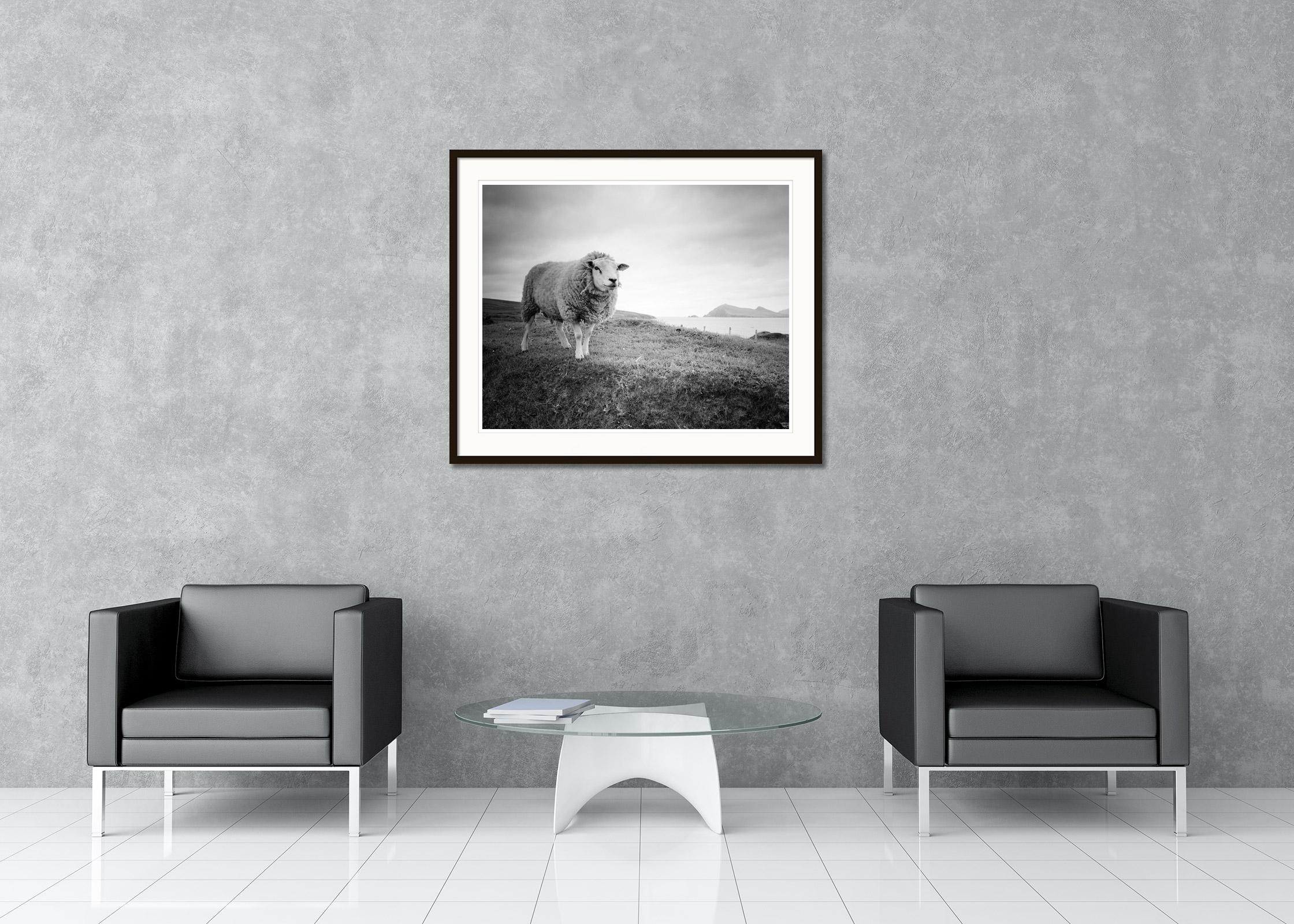 Bucky the Sheep Ireland black and white fine art landscape photography print For Sale 1