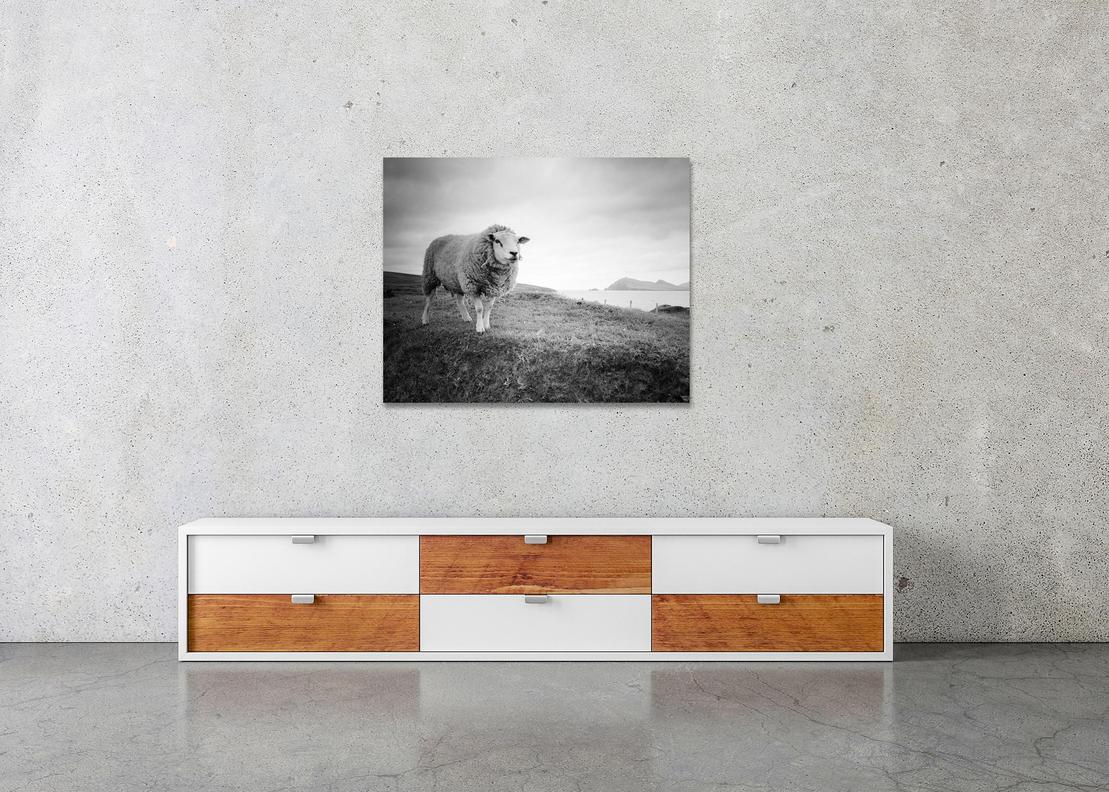Bucky the Sheep Ireland black and white fine art landscape photography print For Sale 3