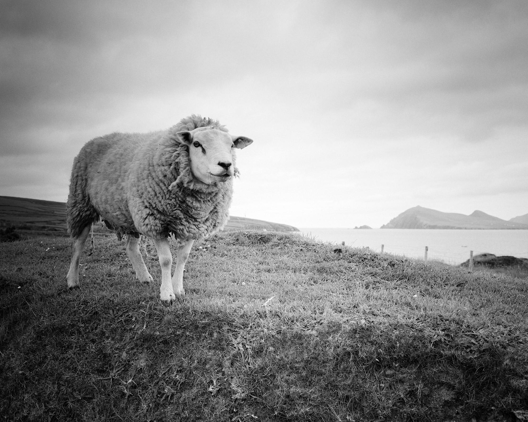 Bucky the Sheep Irland Schwarz-Weiß-Kunst-Landschaftsfotografie-Druck