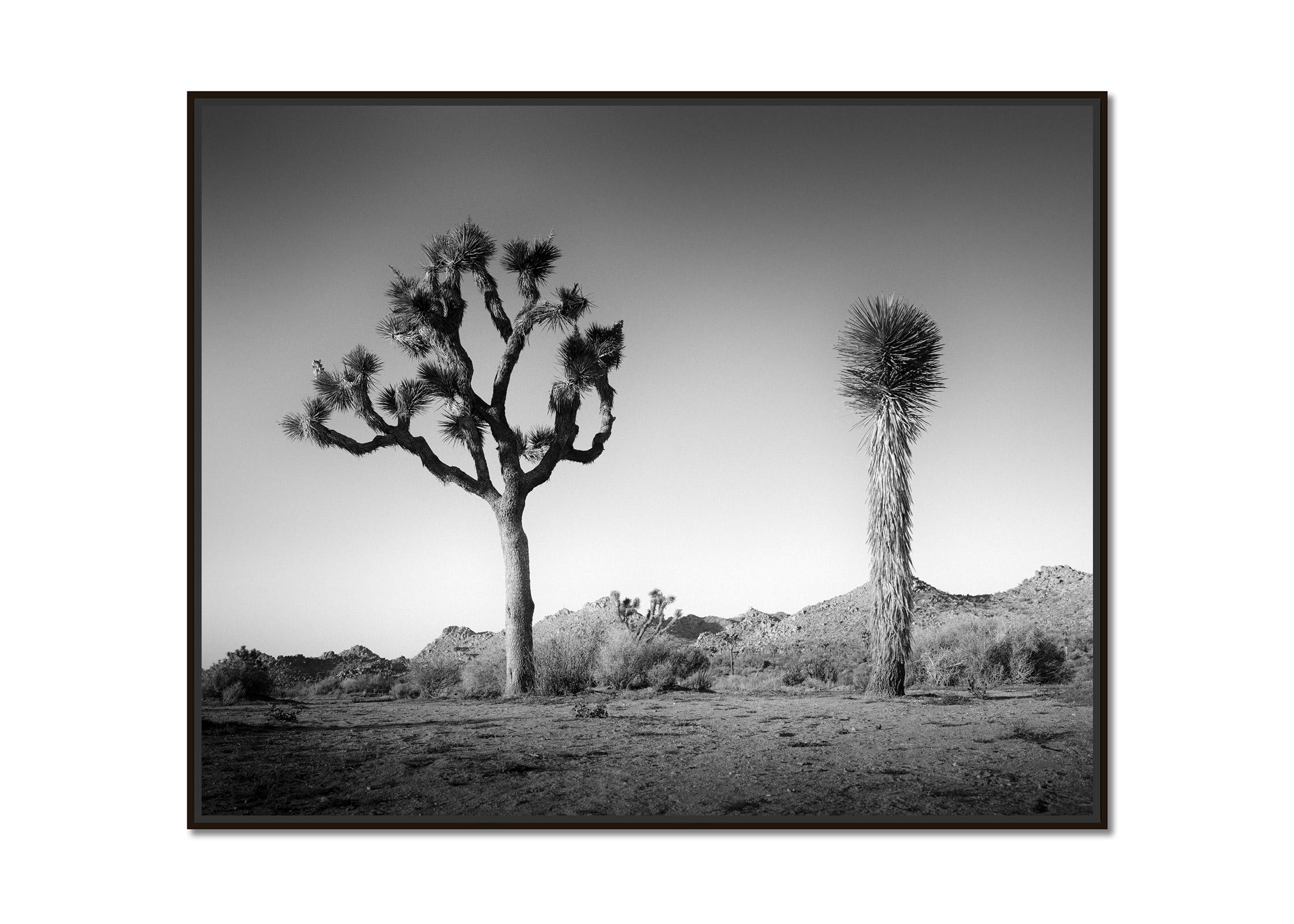 California Desert Joshua Tree USA black and white fine art landscape photography - Photograph by Gerald Berghammer