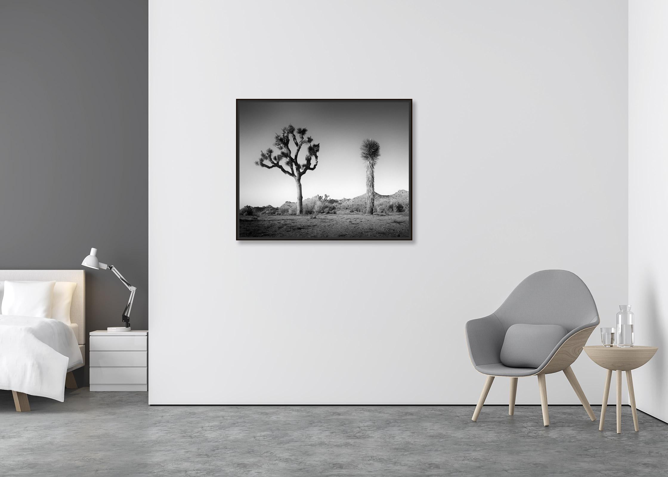 joshua tree black and white photography