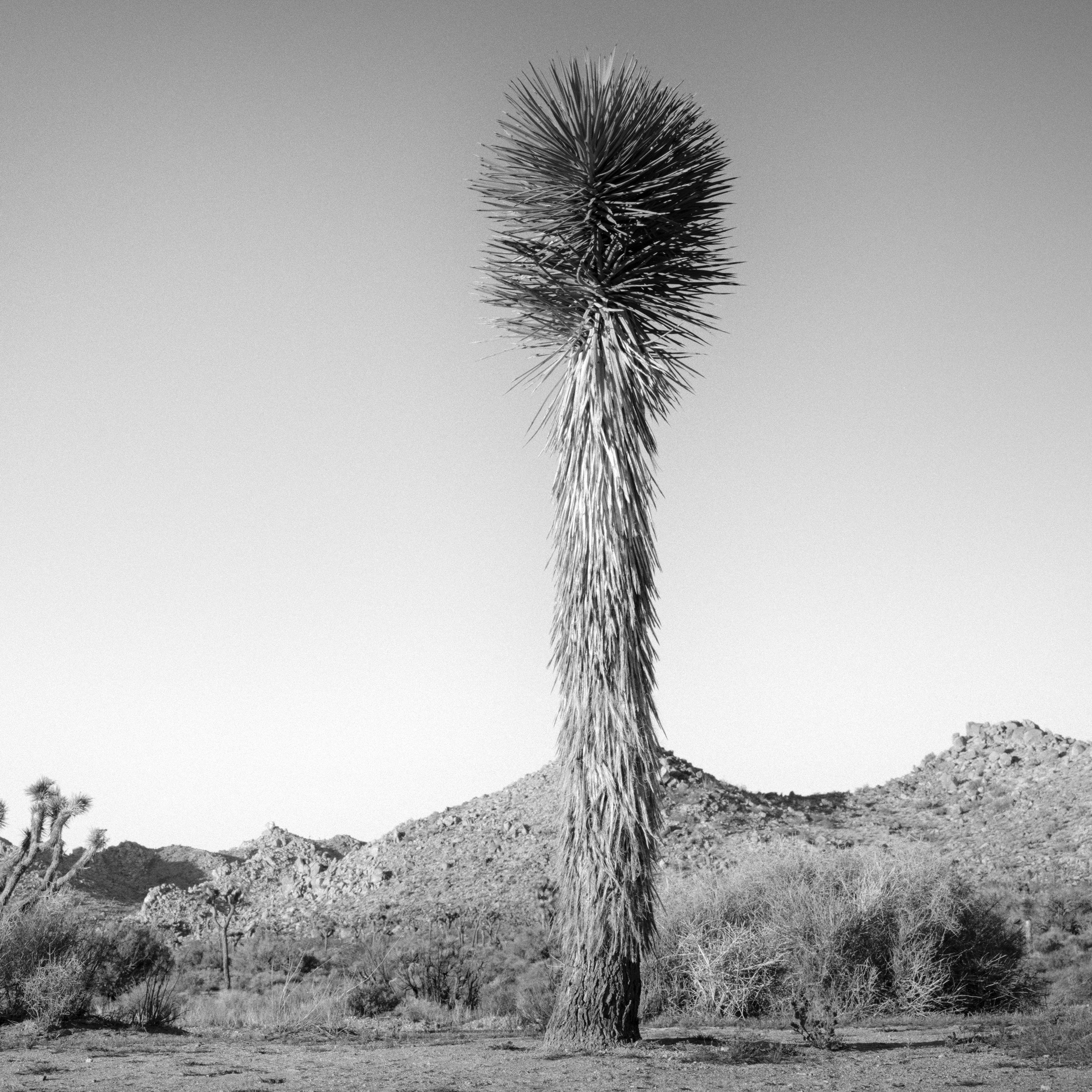 California Desert Joshua Tree USA black and white fine art landscape photography For Sale 1