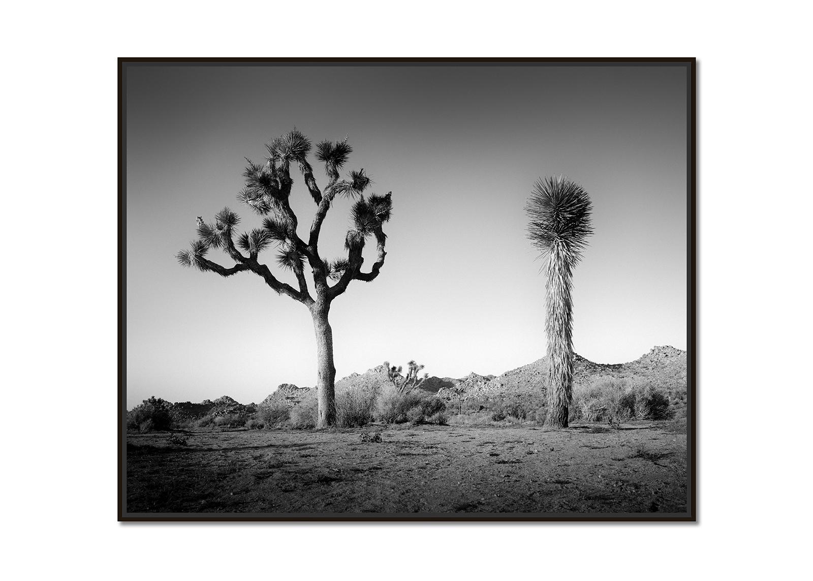Desierto de California Joshua, Árbol, EE.UU. fotografía en blanco y negro, paisaje - Photograph de Gerald Berghammer