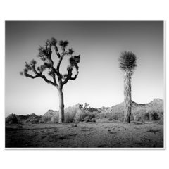California Desert Joshua, Tree, USA photographie noir et blanc, paysage