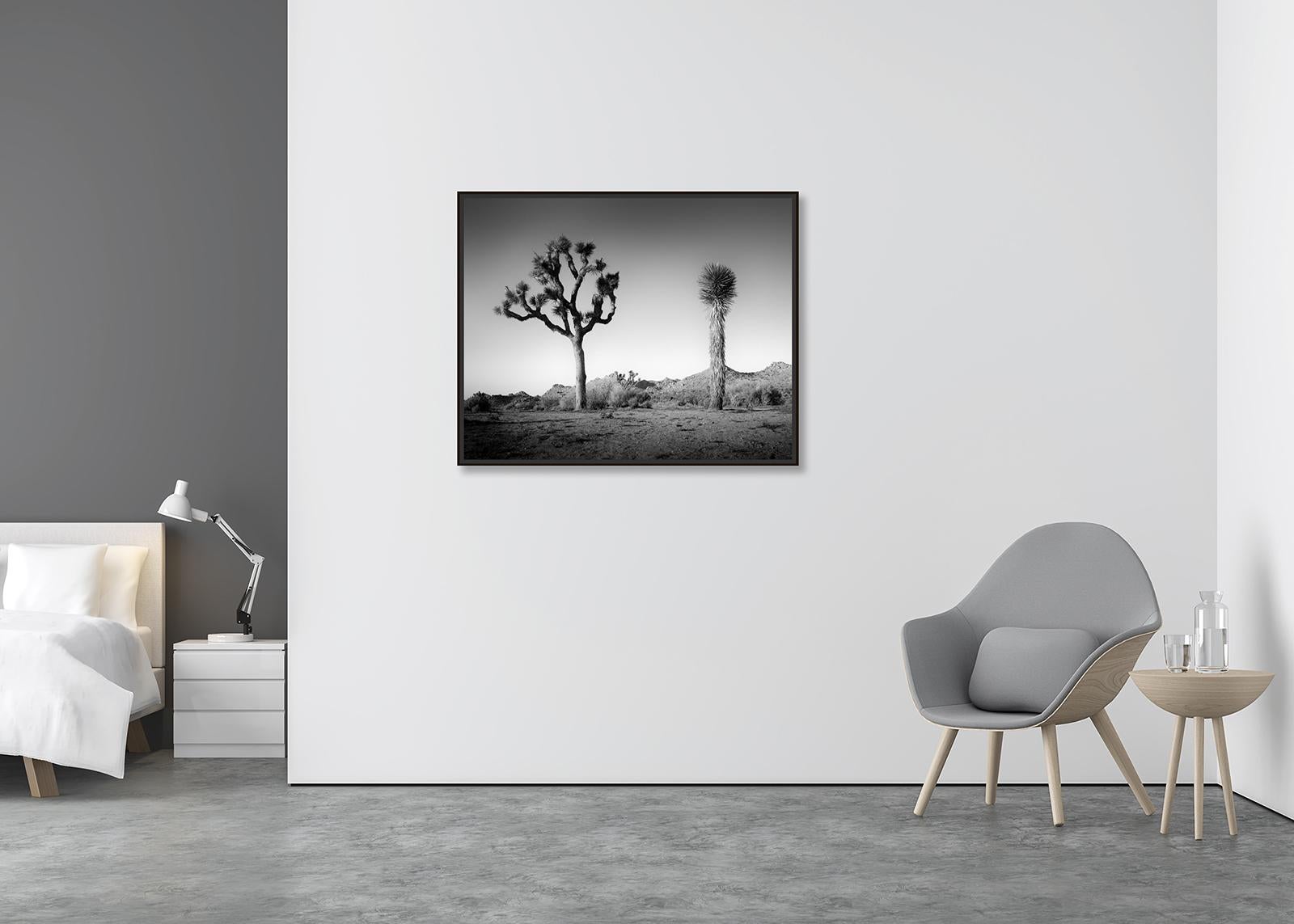 Desierto de California Joshua, Árbol, EE.UU. fotografía en blanco y negro, paisaje - Photograph Abstracto de Gerald Berghammer