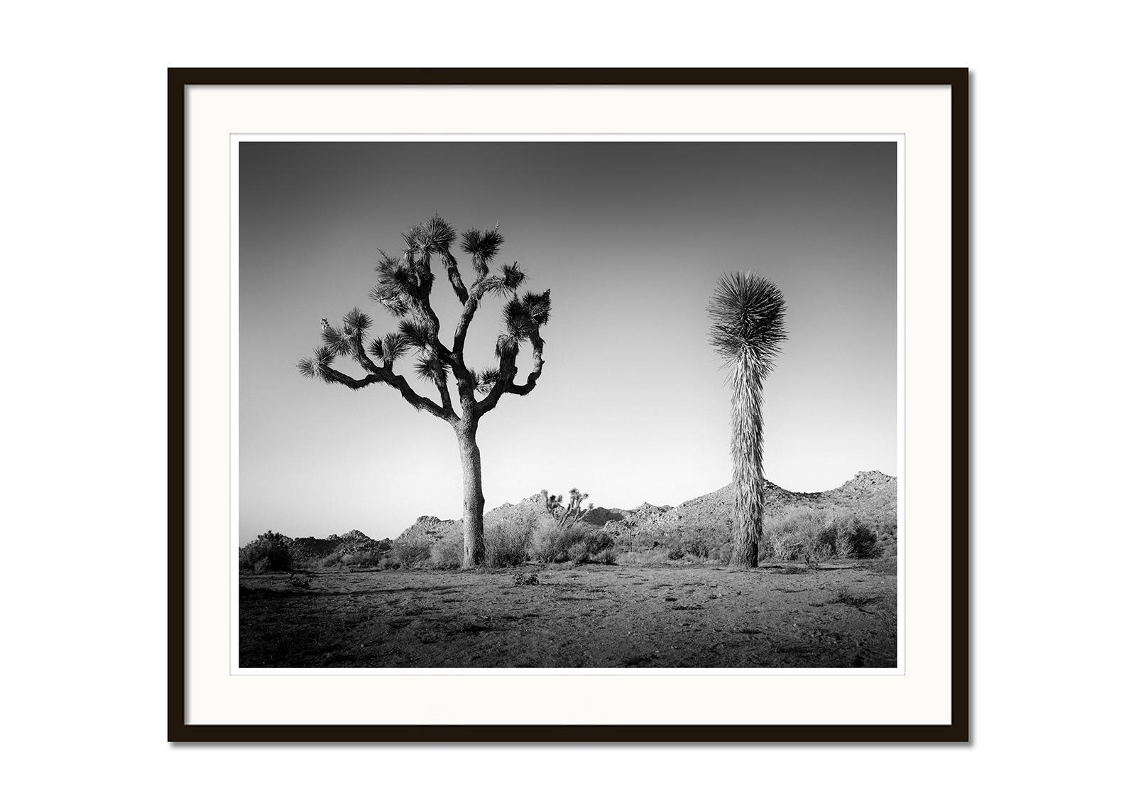 Desierto de California Joshua, Árbol, EE.UU. fotografía en blanco y negro, paisaje - Black and White Photograph Gris de Gerald Berghammer