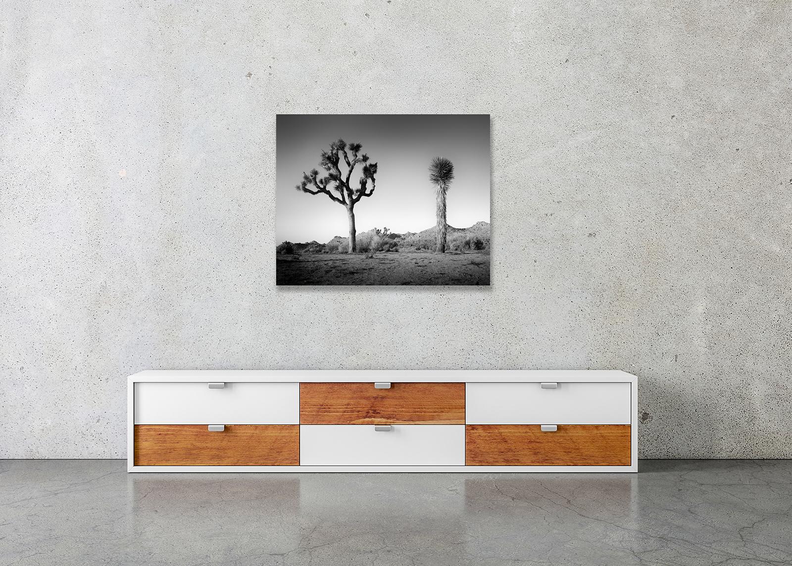 Desierto de California Joshua, Árbol, EE.UU. fotografía en blanco y negro, paisaje en venta 2