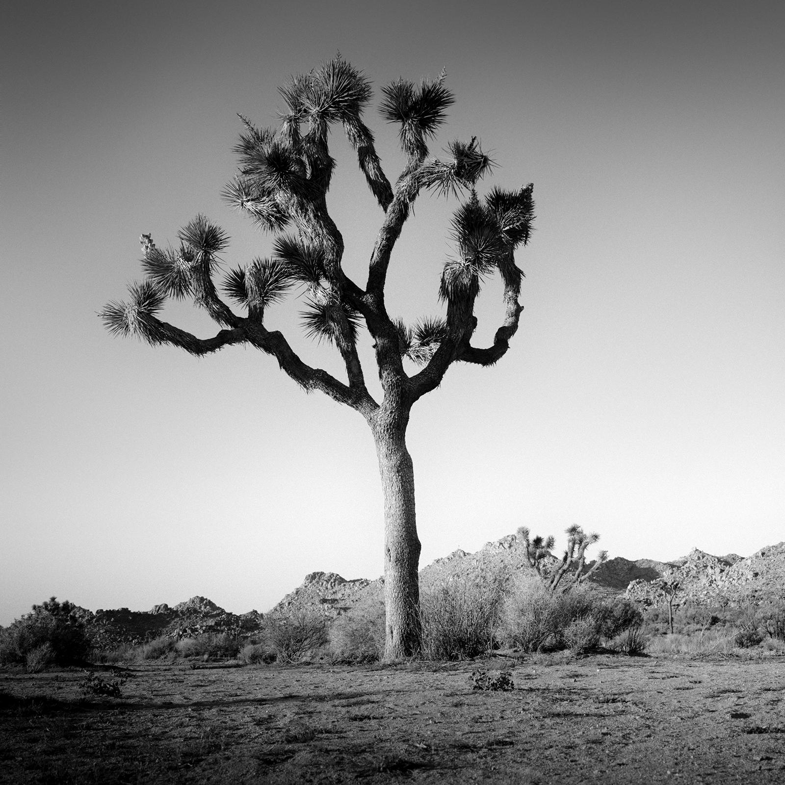 Desierto de California Joshua, Árbol, EE.UU. fotografía en blanco y negro, paisaje en venta 3