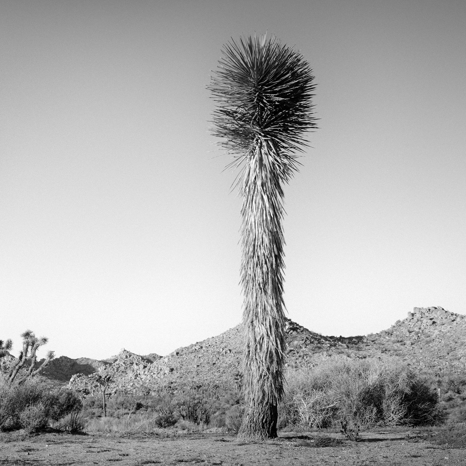 Desierto de California Joshua, Árbol, EE.UU. fotografía en blanco y negro, paisaje en venta 4