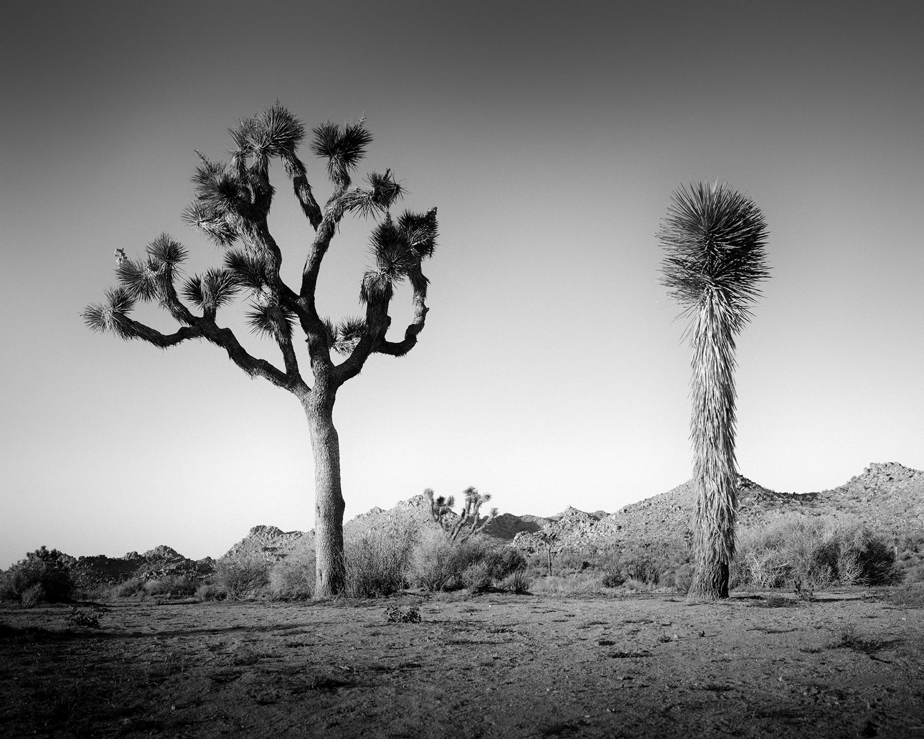 Black and White Photograph de Gerald Berghammer - Desierto de California Joshua, Árbol, EE.UU. fotografía en blanco y negro, paisaje