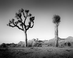 California Desert Joshua, Tree, USA black and white photograph, landscape
