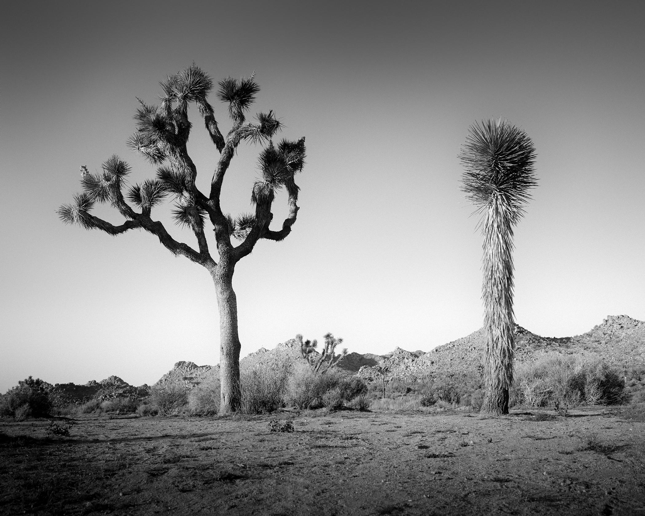 California Desert Joshua, Tree, USA photographie noir et blanc, paysage