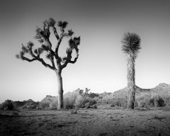 California Desert Joshua, Tree, USA black and white photograph, landscape