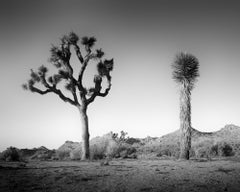 California Desert Joshua Tree, USA, black and white photography, landscape
