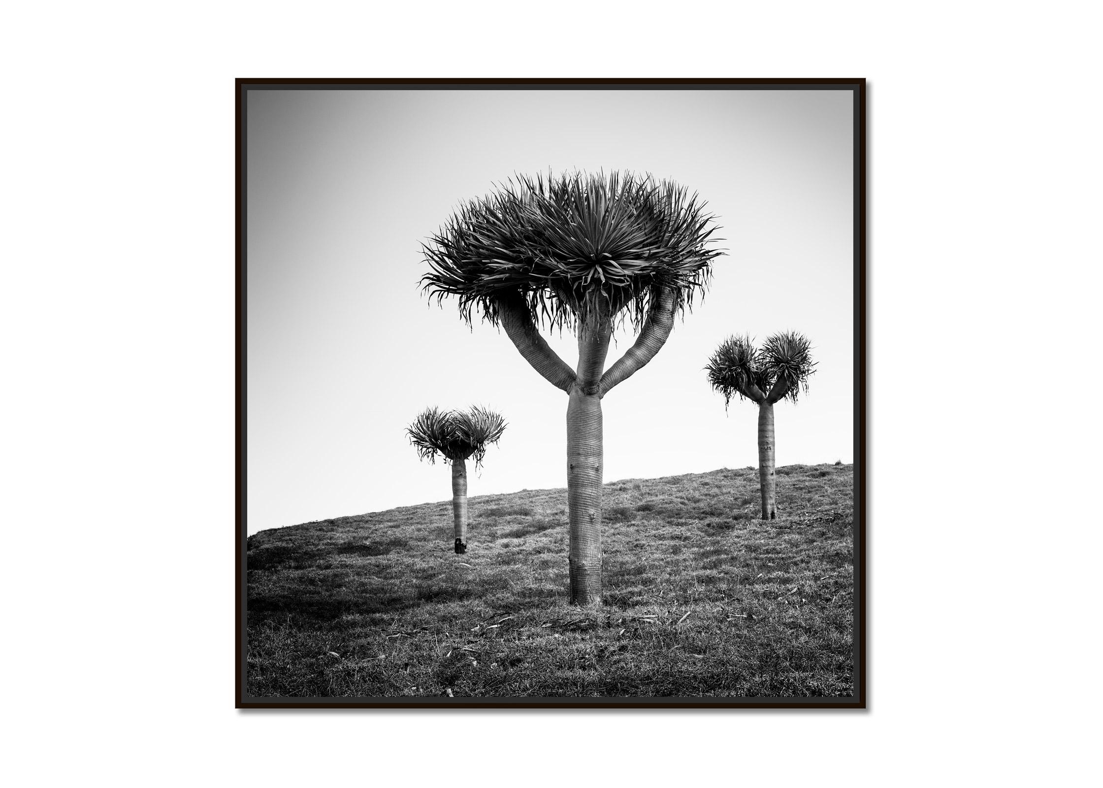 Canary Islands Dragon Tree Madeira Black and White Fine Art Landscape Photograph For Sale 1