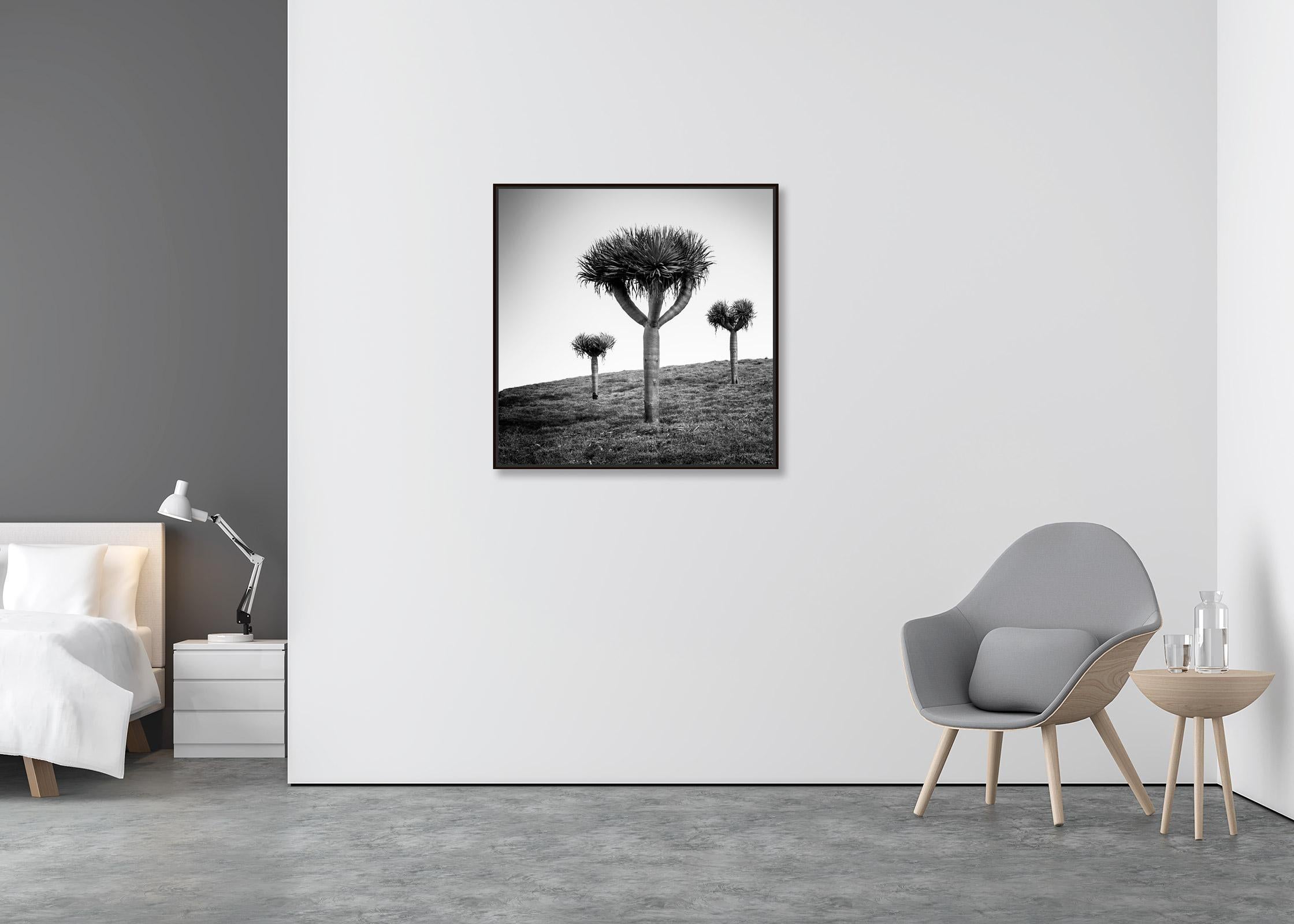 Canary Islands Dragon Tree Madeira Black and White Fine Art Landscape Photograph For Sale 2