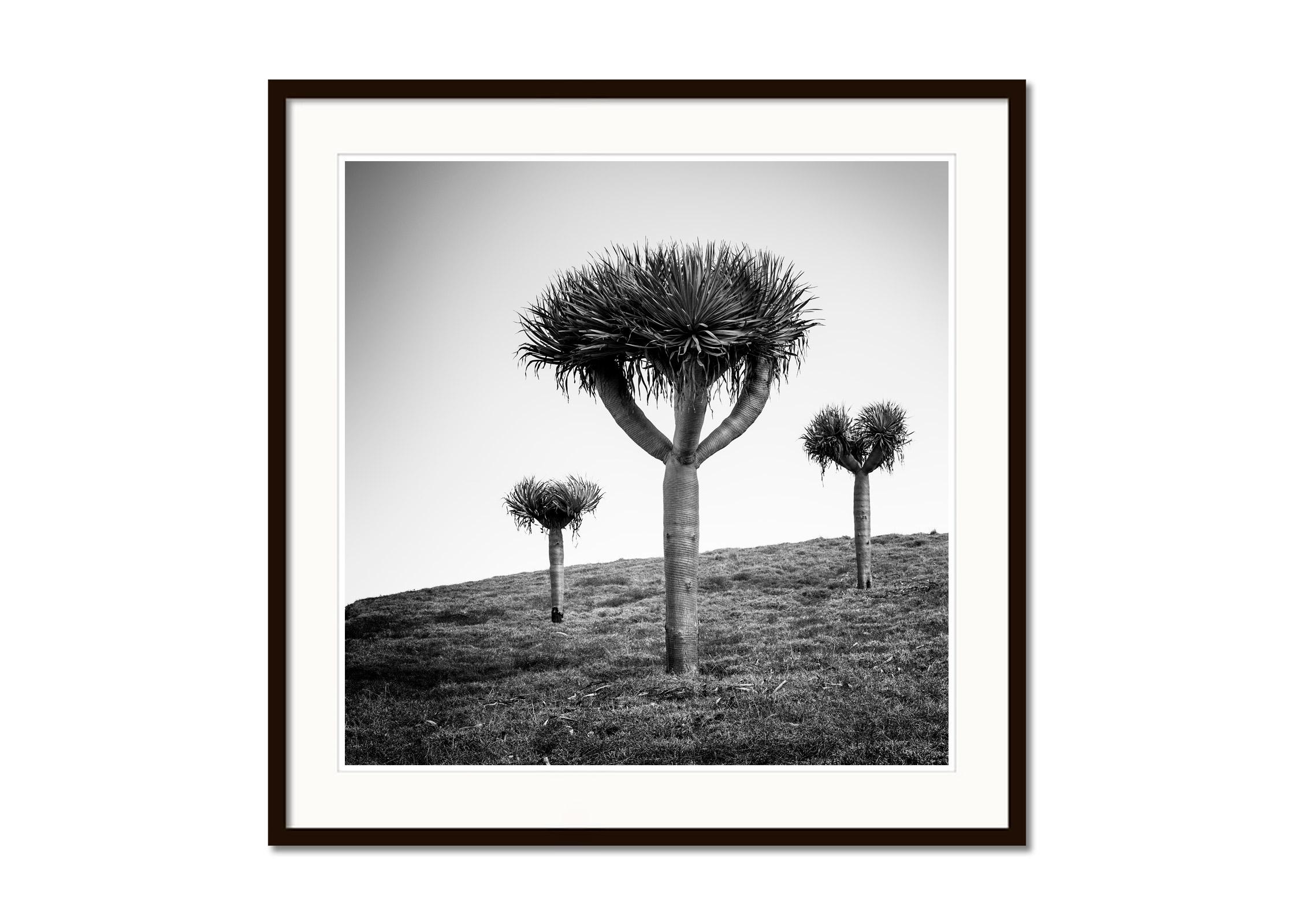 Canary Islands Dragon Tree Madeira Black and White Fine Art Landscape Photograph For Sale 3