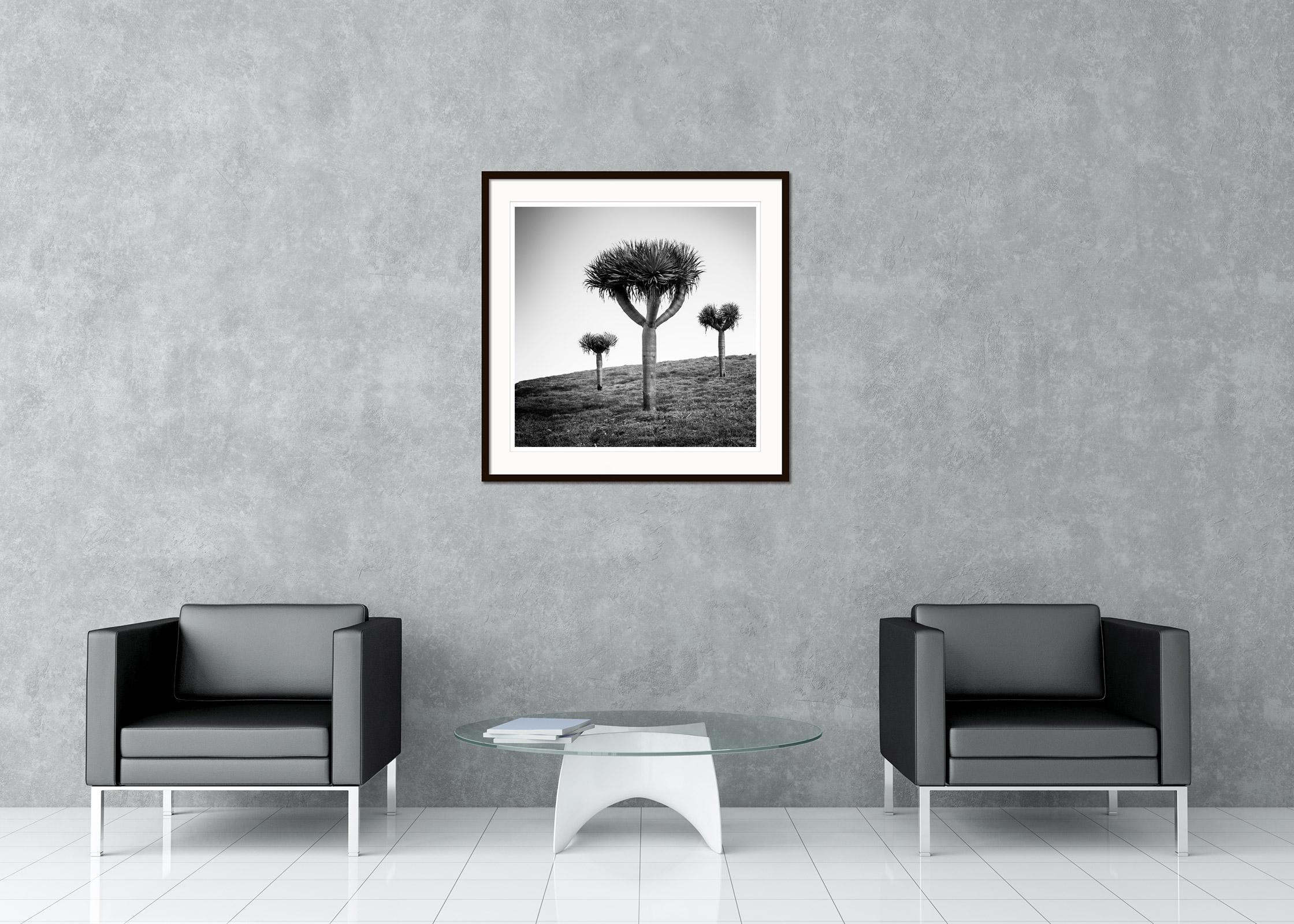 Canary Islands Dragon Tree Madeira Black and White Fine Art Landscape Photograph For Sale 4