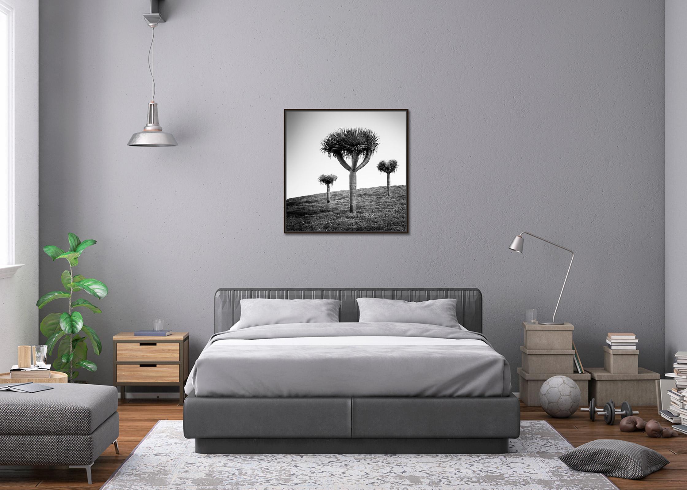 Canary Islands Dragon Tree Madeira Black and White Fine Art Landscape Photograph For Sale 5