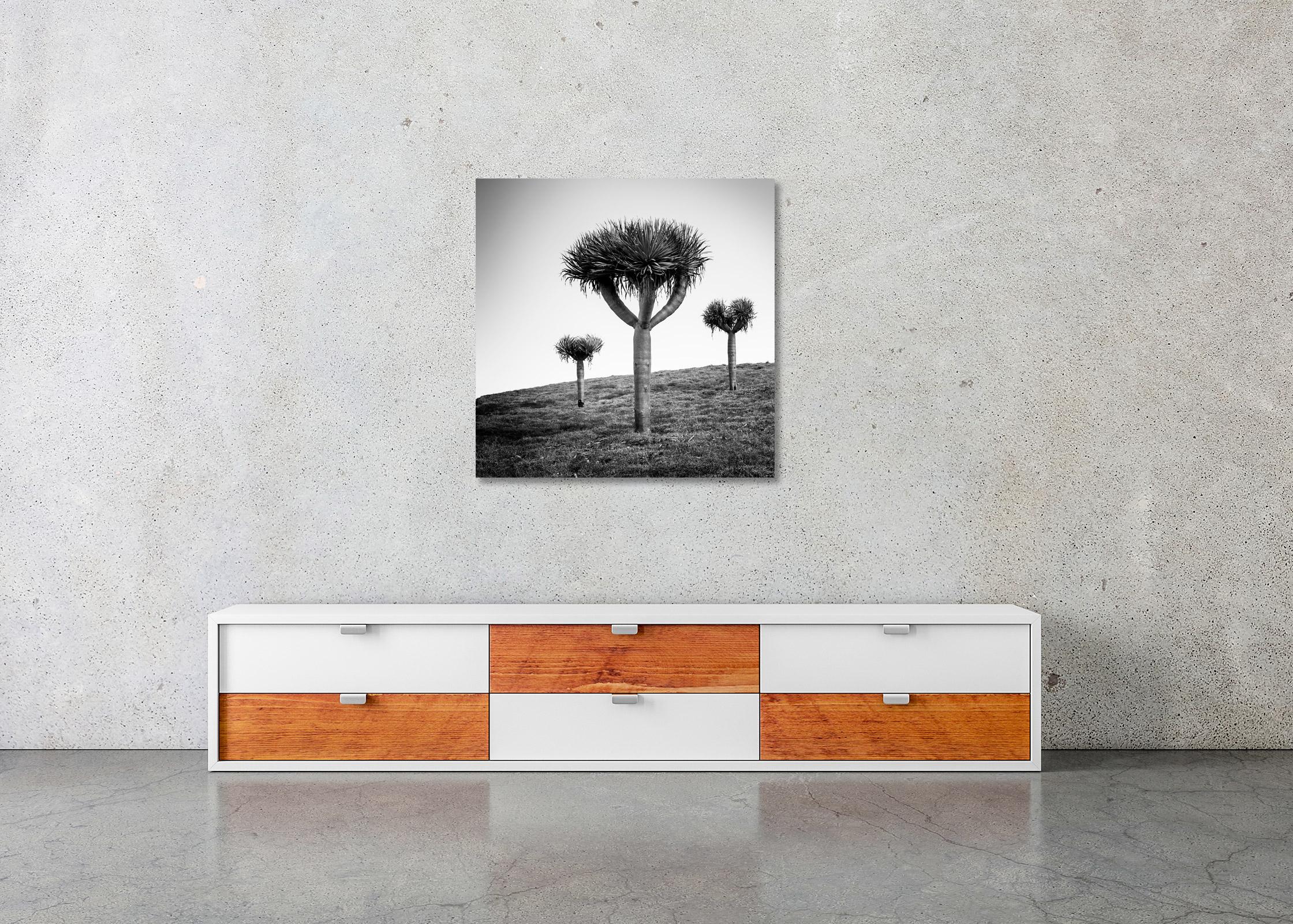Canary Islands Dragon Tree Madeira Black and White Fine Art Landscape Photograph For Sale 6