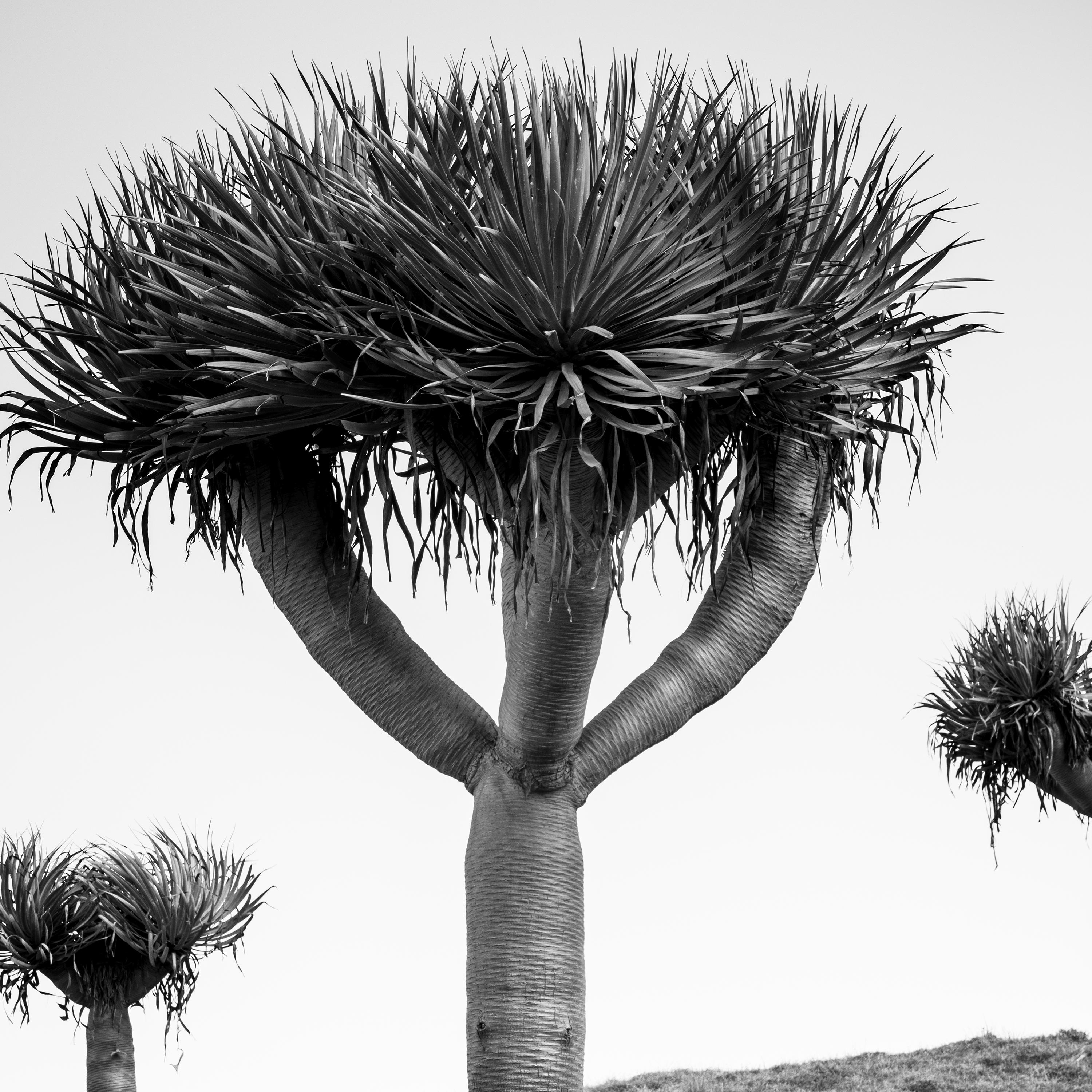 Canary Islands Dragon Tree Madeira Black and White Fine Art Landscape Photograph For Sale 7