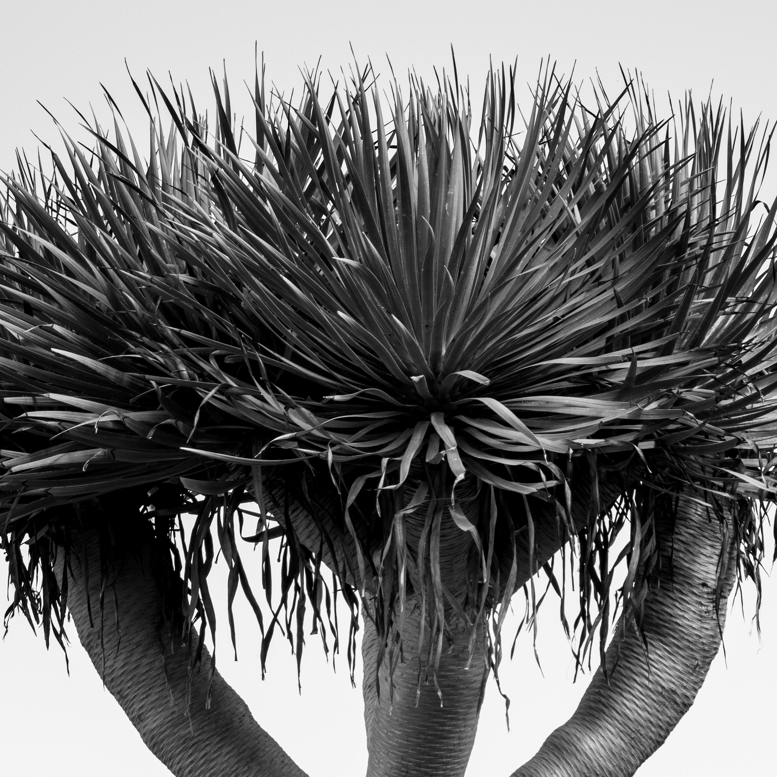 Canary Islands Dragon Tree Madeira Black and White Fine Art Landscape Photograph For Sale 8