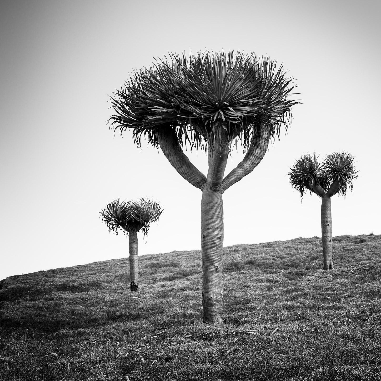 Black and White Fine Art landscape photography. Dragen trees on the beautiful island of Madeira, Portugal. Archival pigment ink print, edition of 8. Signed, titled, dated and numbered by artist. Certificate of authenticity included. Printed with 4cm