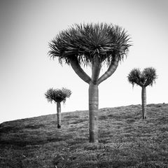 Kanarische Inseln Drachenbaum Madeira Schwarz-Weiß-Landschaftsfotografie