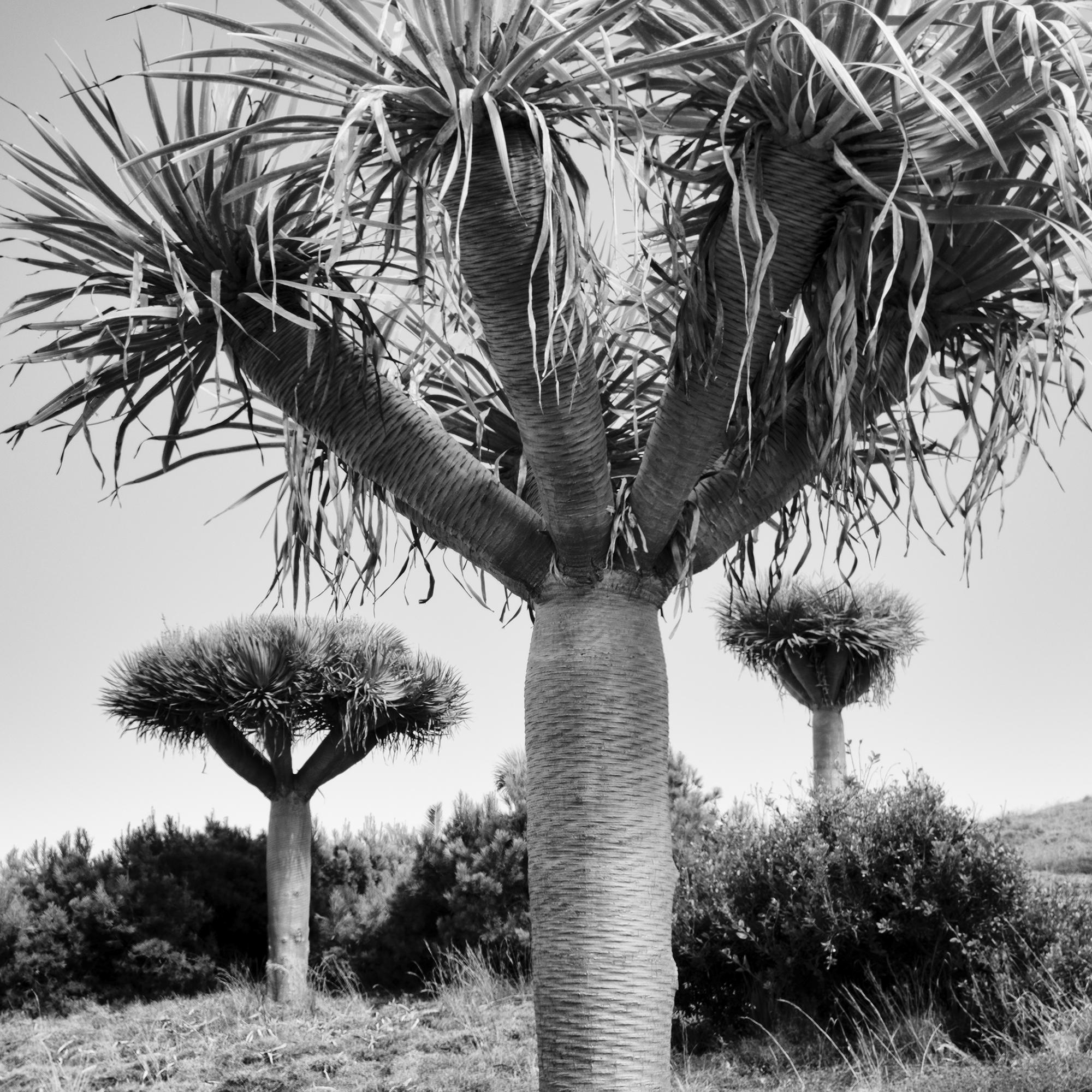 Canary Islands Drachenbaum, Madeira, Schwarz-Weiß-Fotografie, limitierte Auflage im Angebot 7