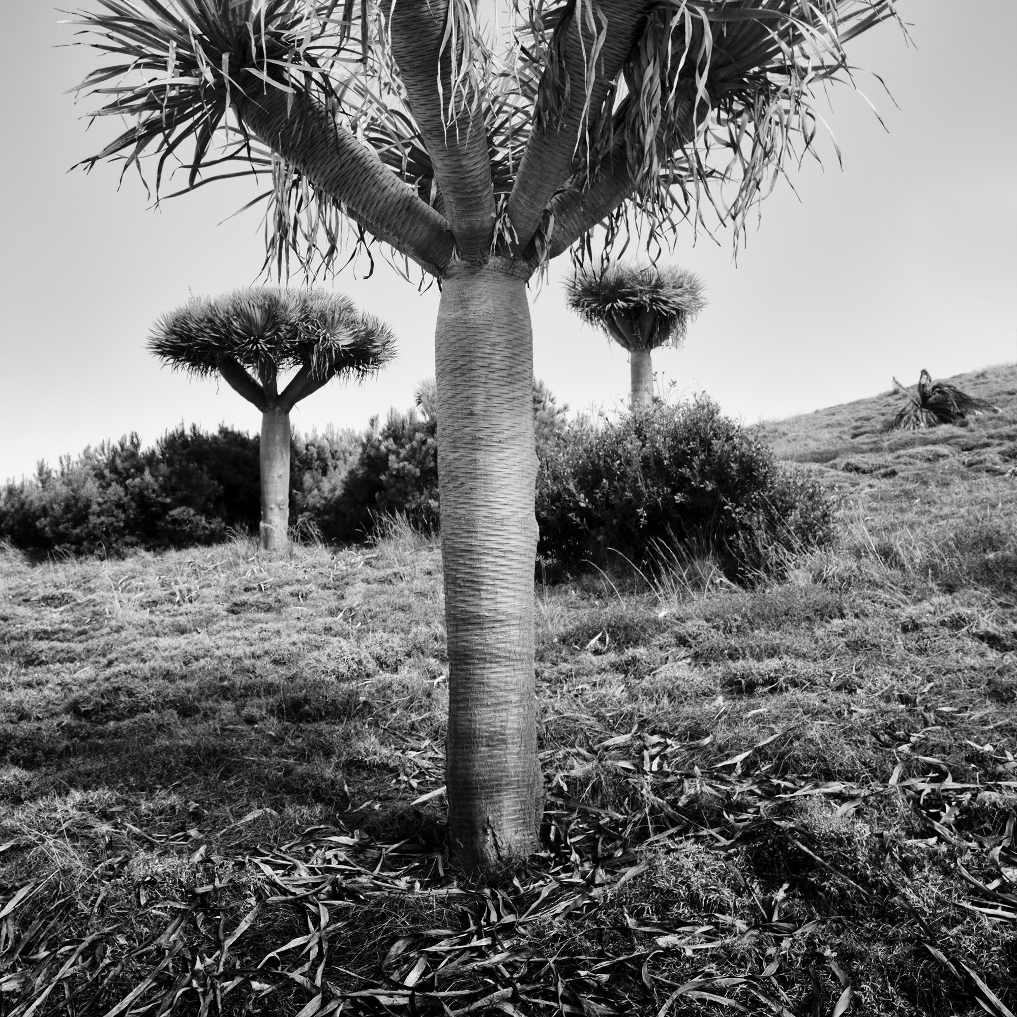 Canary Islands Drachenbaum, Madeira, Schwarz-Weiß-Fotografie, limitierte Auflage im Angebot 5
