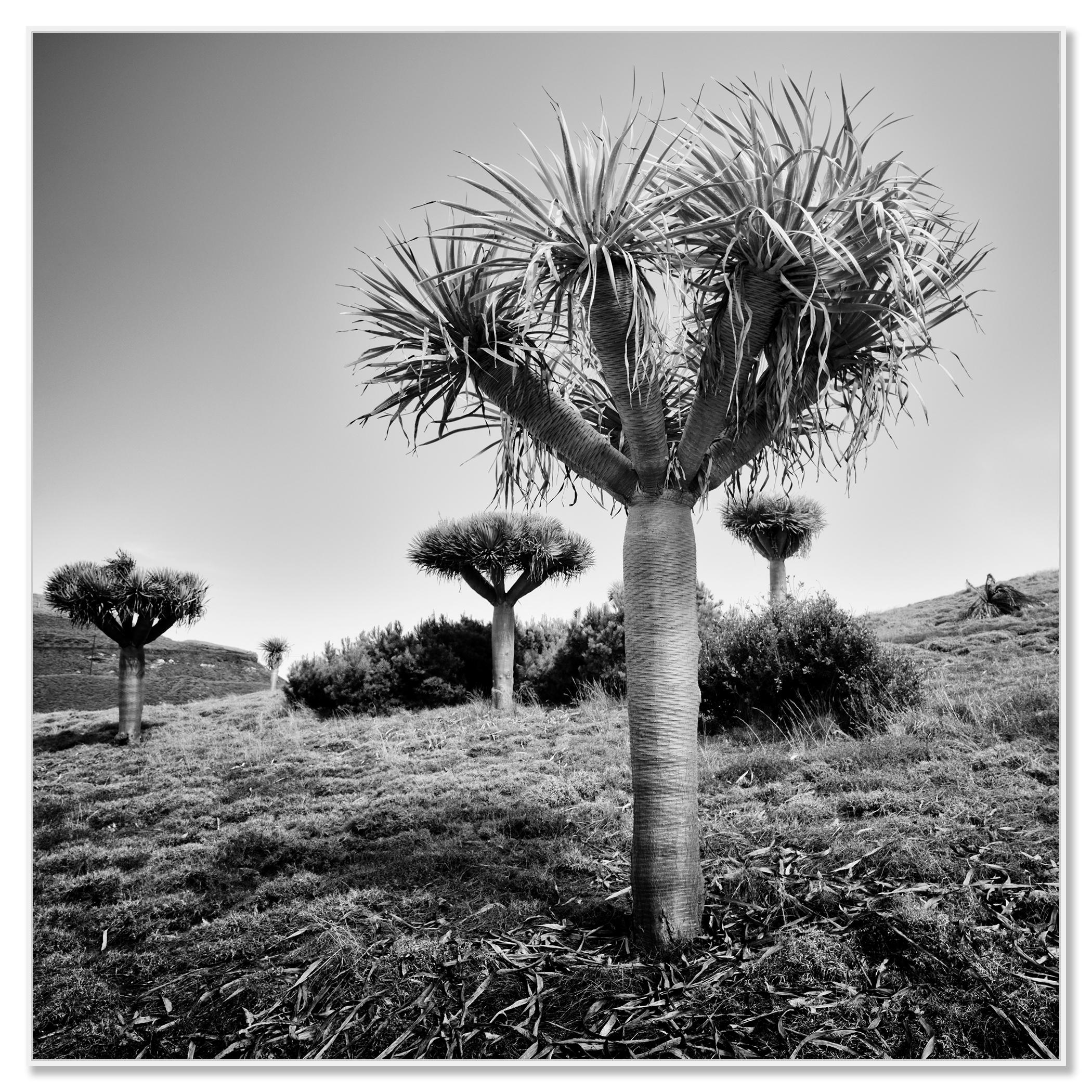 Canary Islands Drachenbaum, Madeira, Schwarz-Weiß-Fotografie, limitierte Auflage – Photograph von Gerald Berghammer