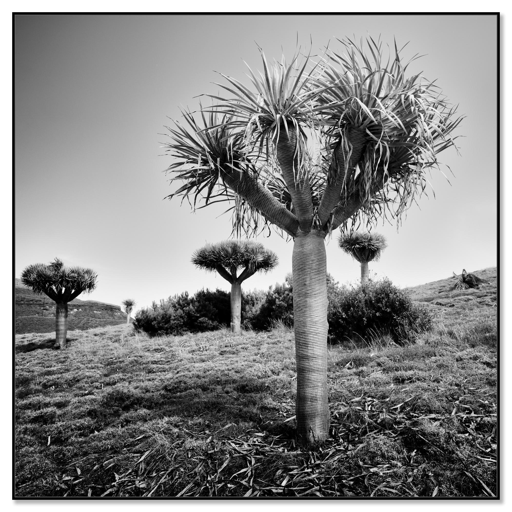 Canary Islands Drachenbaum, Madeira, Schwarz-Weiß-Fotografie, limitierte Auflage (Zeitgenössisch), Photograph, von Gerald Berghammer
