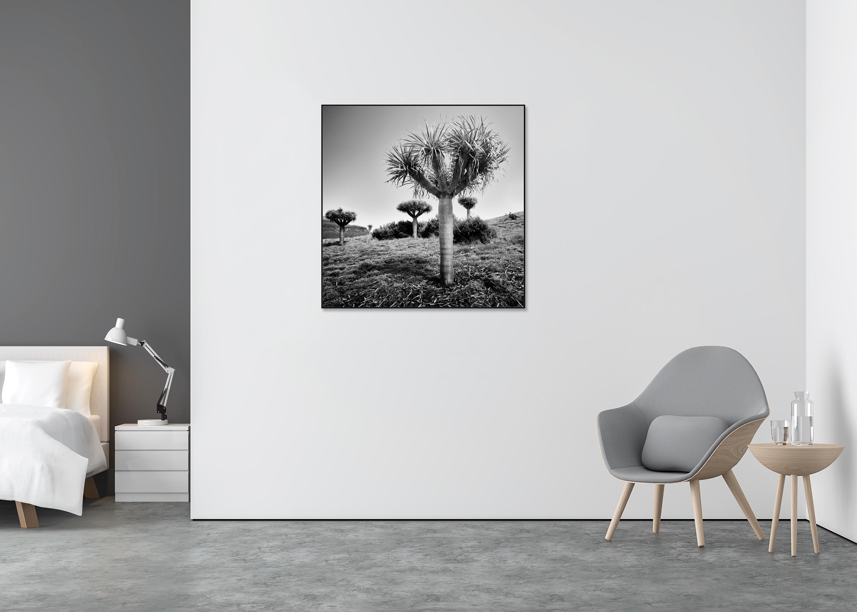 Canary Islands Drachenbaum, Madeira, Schwarz-Weiß-Fotografie, limitierte Auflage (Grau), Black and White Photograph, von Gerald Berghammer