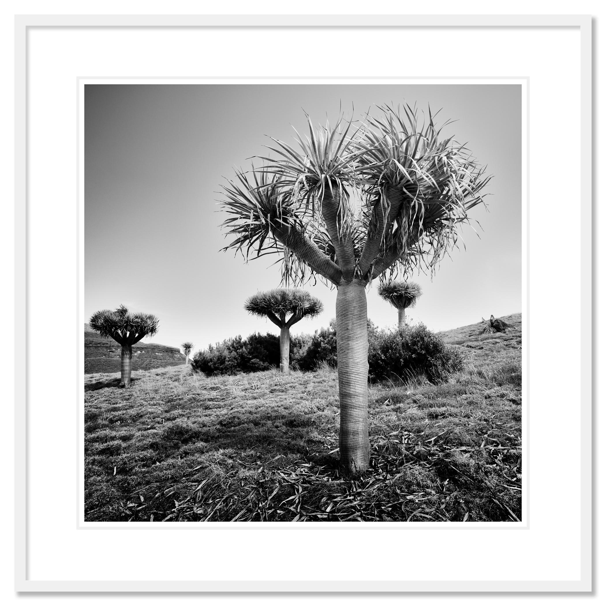 Schwarze und weiße Fine Art Landschaftsfotografie. Drachenbäume auf der wunderschönen Insel Madeira, Portugal. Pigmenttintendruck, Auflage 7, signiert, betitelt, datiert und nummeriert vom Künstler. Mit Echtheitszertifikat. Bedruckt mit einem 4 cm