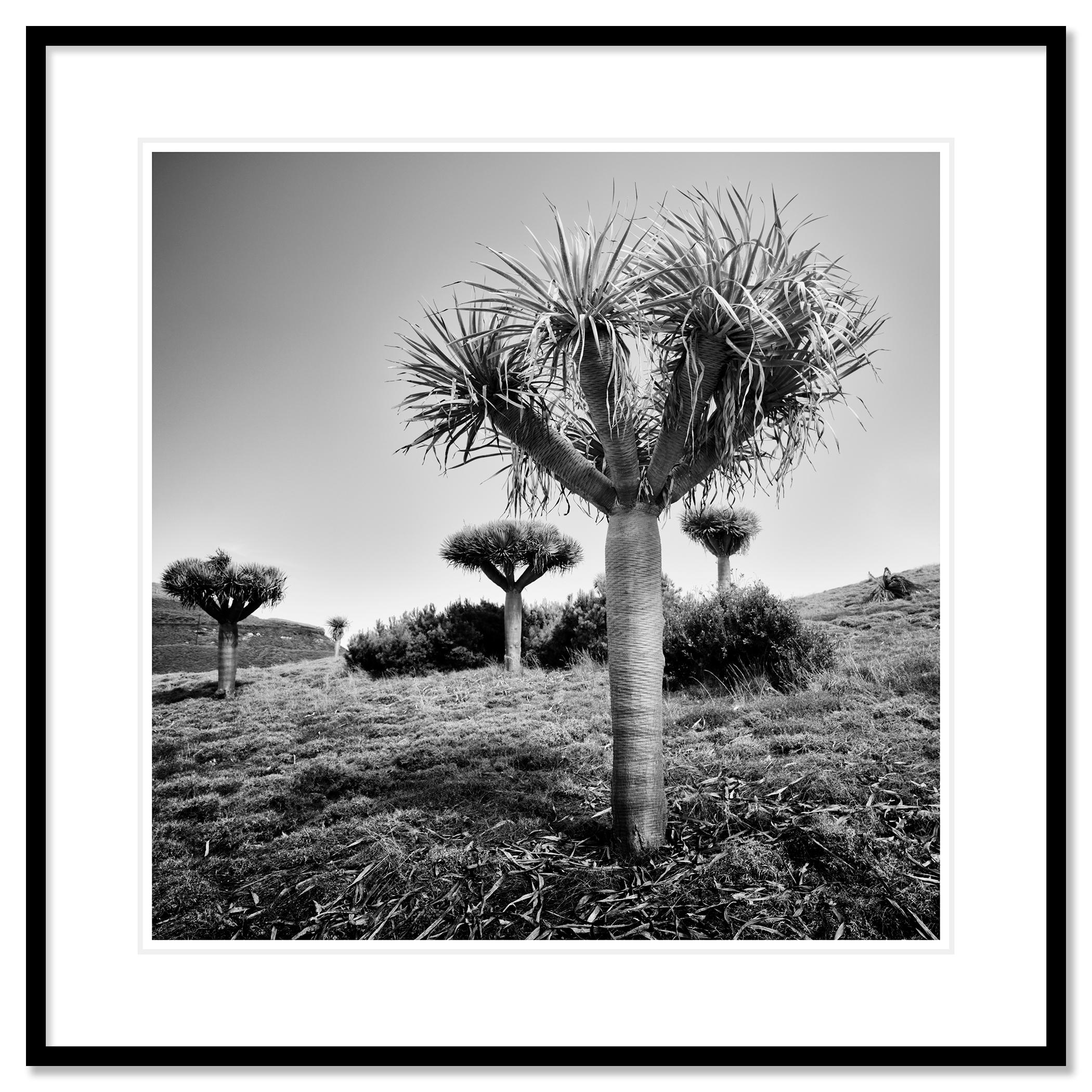 Canary Islands Drachenbaum, Madeira, Schwarz-Weiß-Fotografie, limitierte Auflage im Angebot 1
