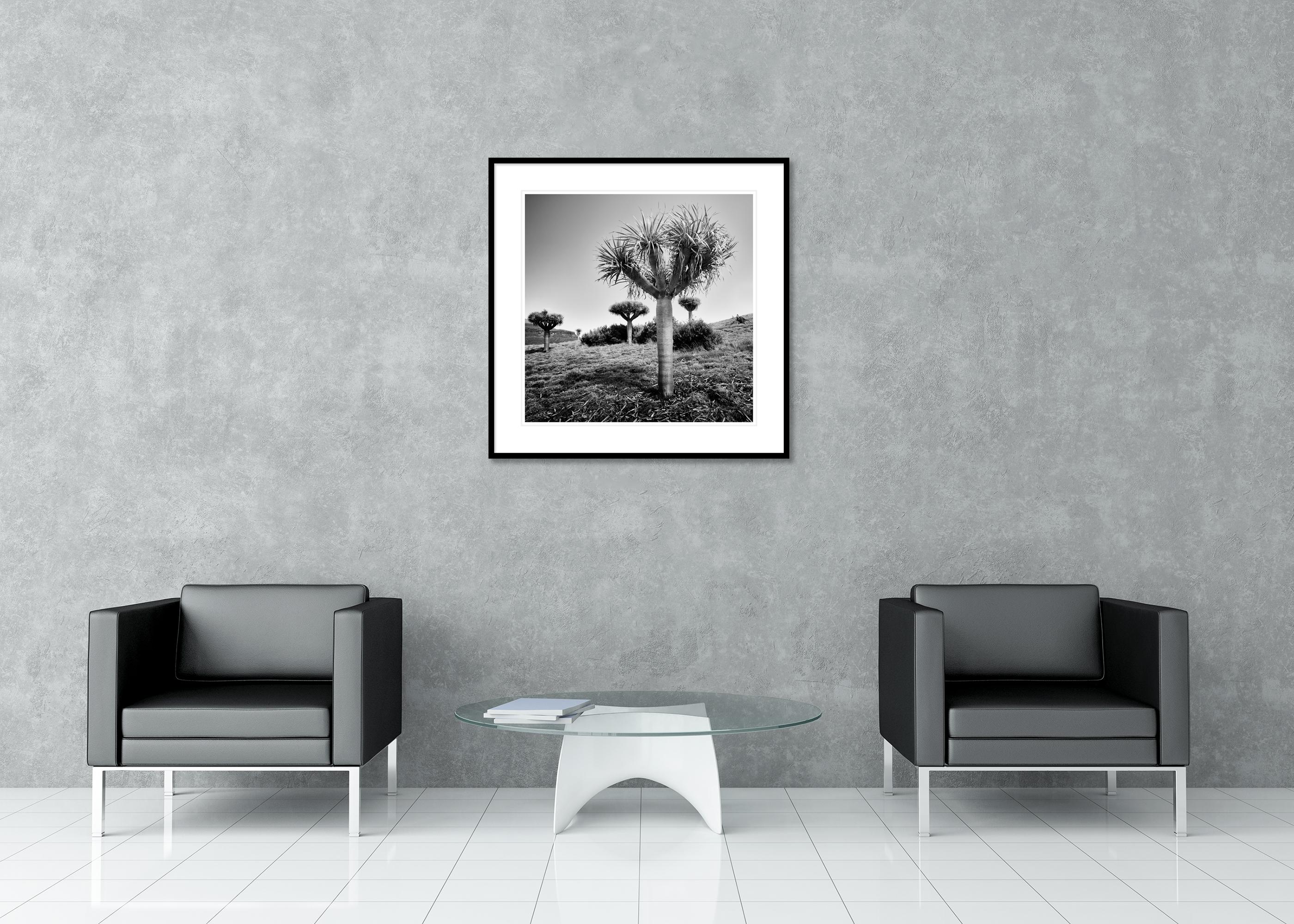 Canary Islands Drachenbaum, Madeira, Schwarz-Weiß-Fotografie, limitierte Auflage im Angebot 2