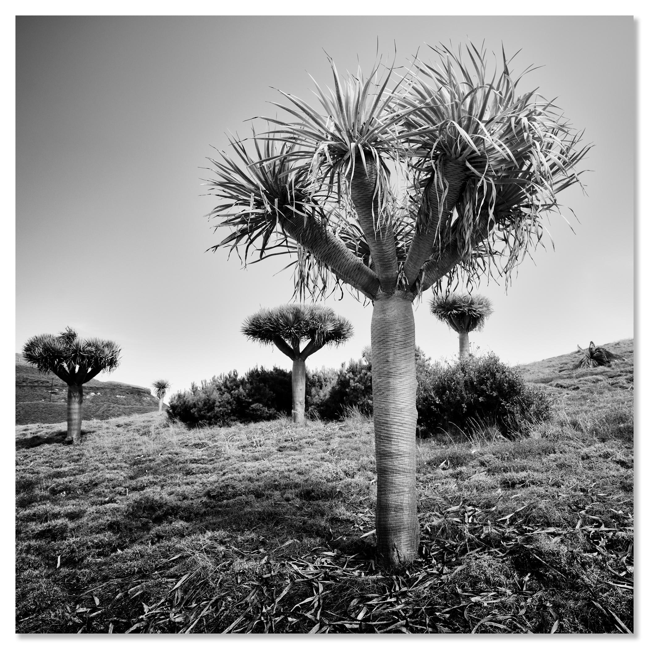 Canary Islands Drachenbaum, Madeira, Schwarz-Weiß-Fotografie, limitierte Auflage im Angebot 3