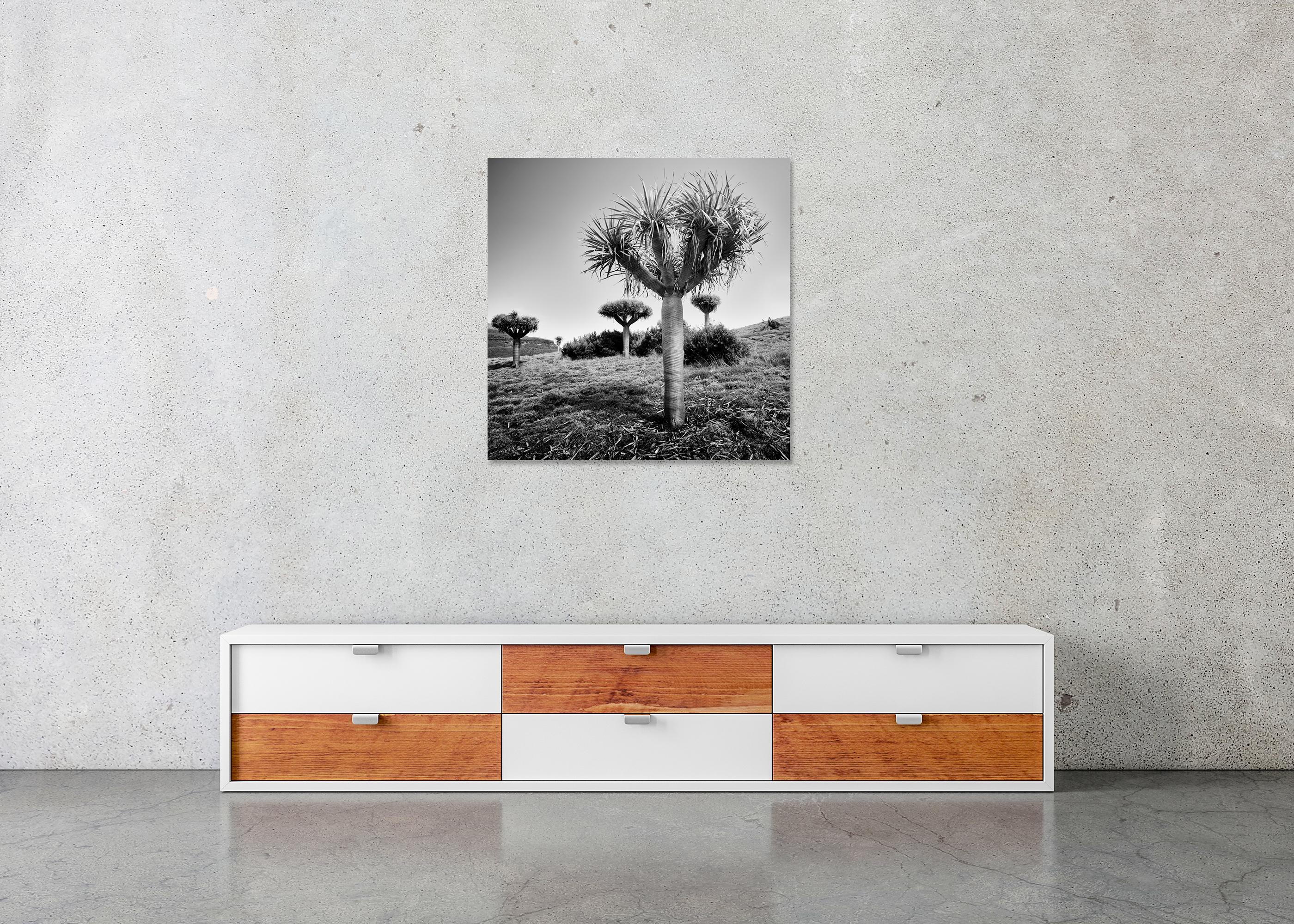 Canary Islands Drachenbaum, Madeira, Schwarz-Weiß-Fotografie, limitierte Auflage im Angebot 4