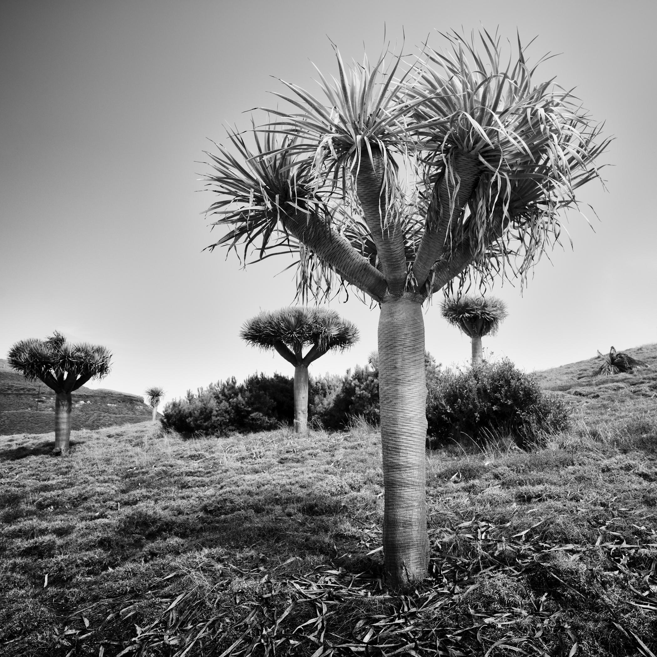 Canary Islands Dragon Tree, Madeira, black and white photograph, limited edition