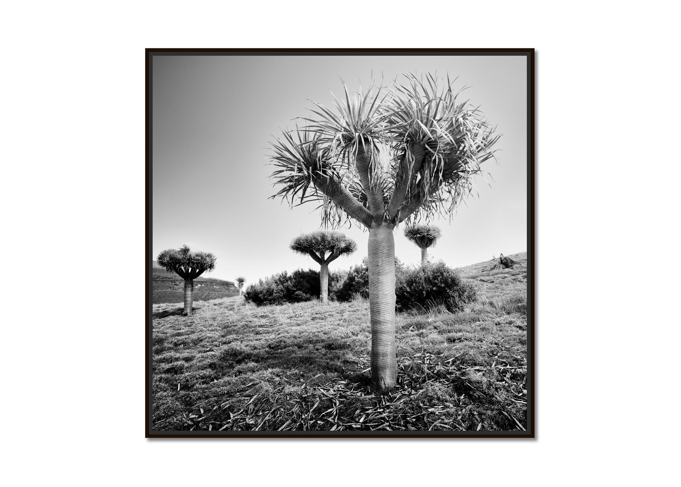 Canary Islands Dragon Tree, Madeira, black white fine art Landscape photography - Photograph by Gerald Berghammer