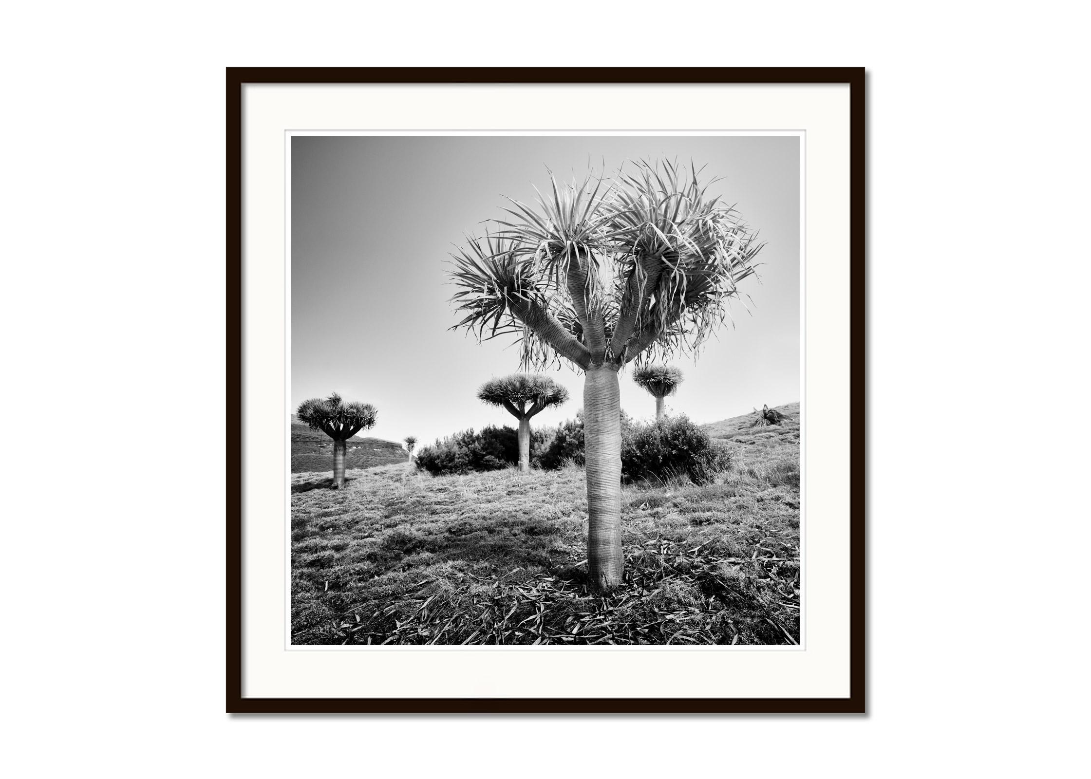 Black and White Fine Art landscape photography. Dragon trees on the beautiful island of Madeira, Portugal. Archival pigment ink print, edition of 7. Signed, titled, dated and numbered by artist. Certificate of authenticity included. Printed with 4cm