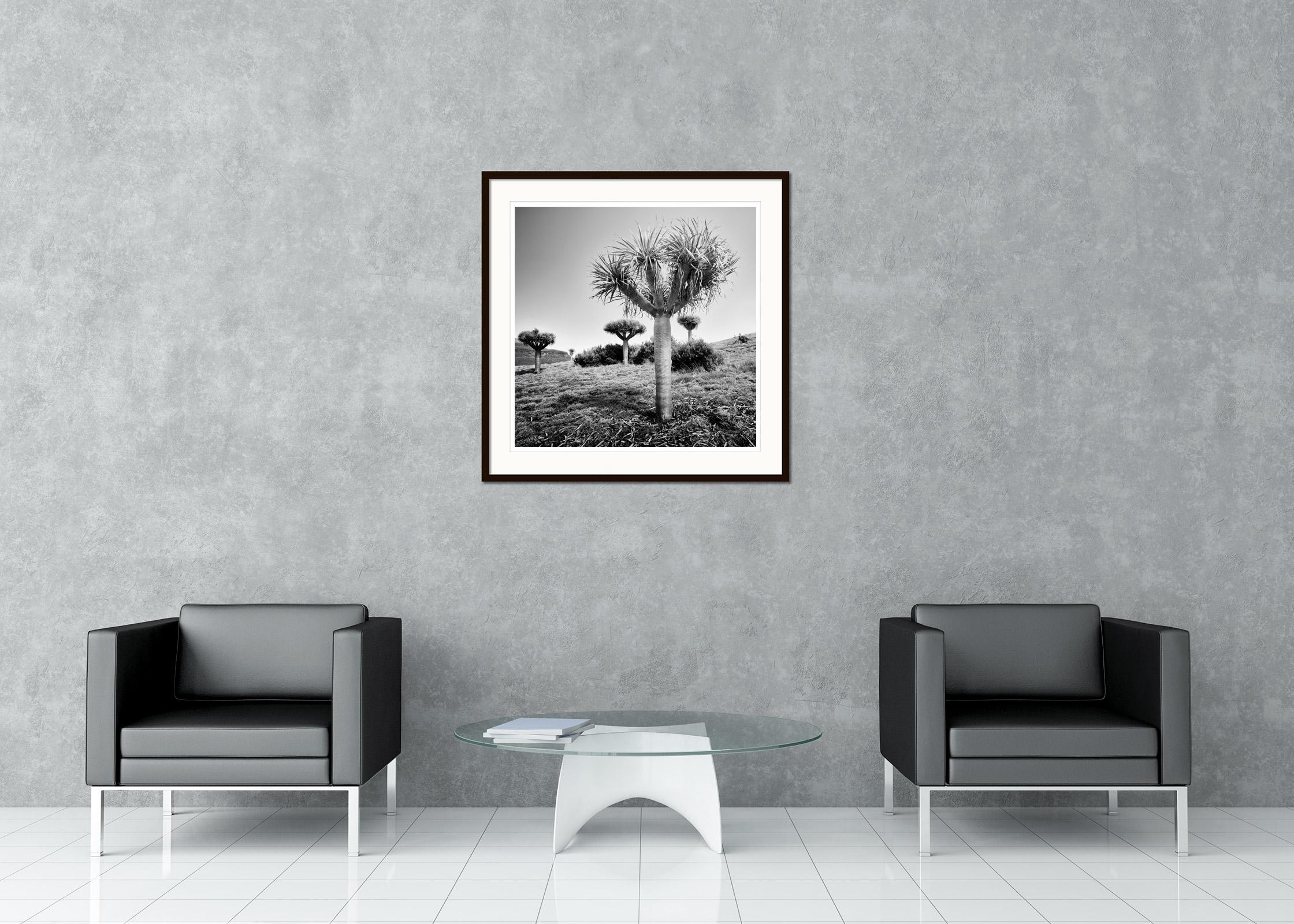 Canary Islands Dragon Tree, Madeira, black white fine art Landscape photography For Sale 1