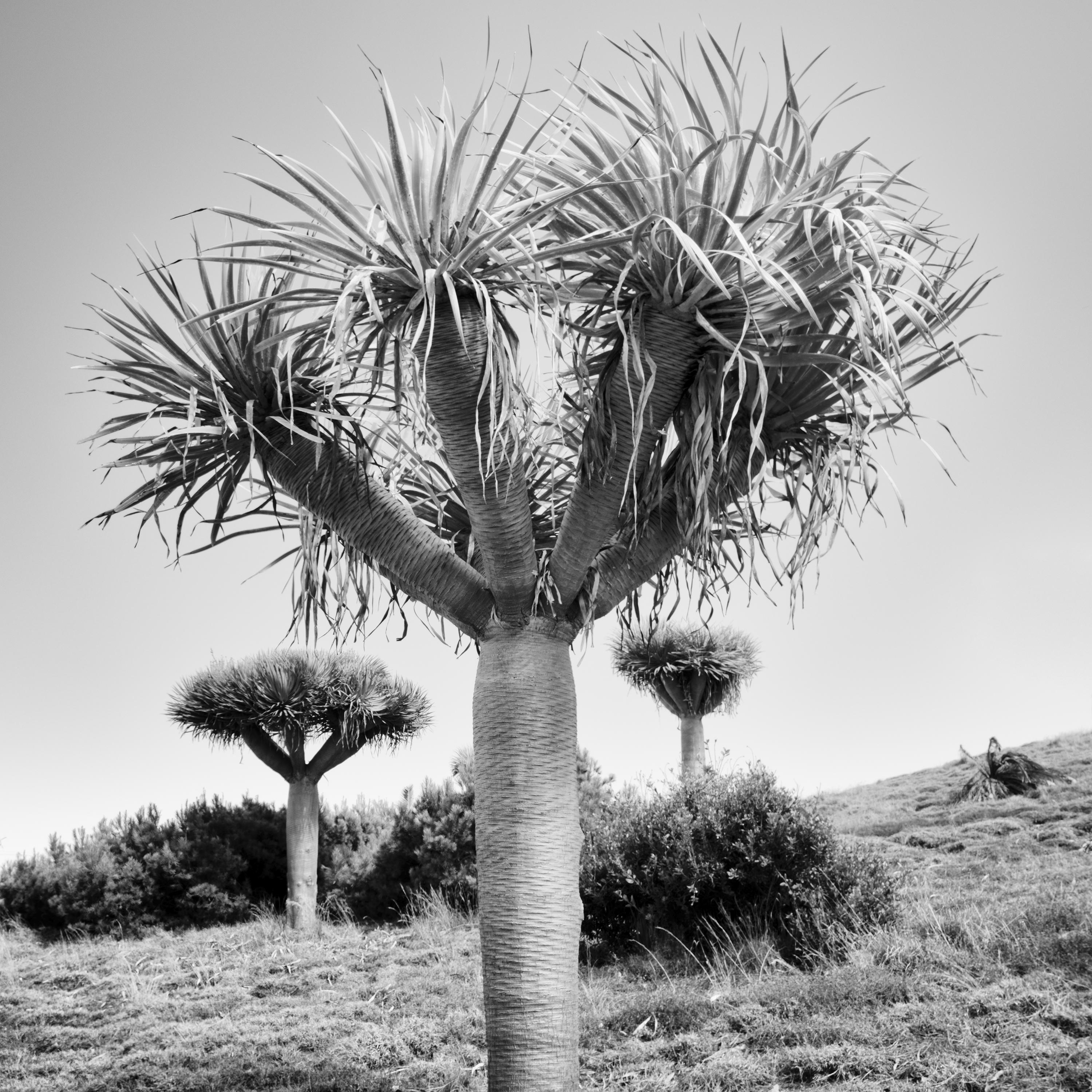 Canary Islands Dragon Tree, Madeira, black white fine art Landscape photography For Sale 4
