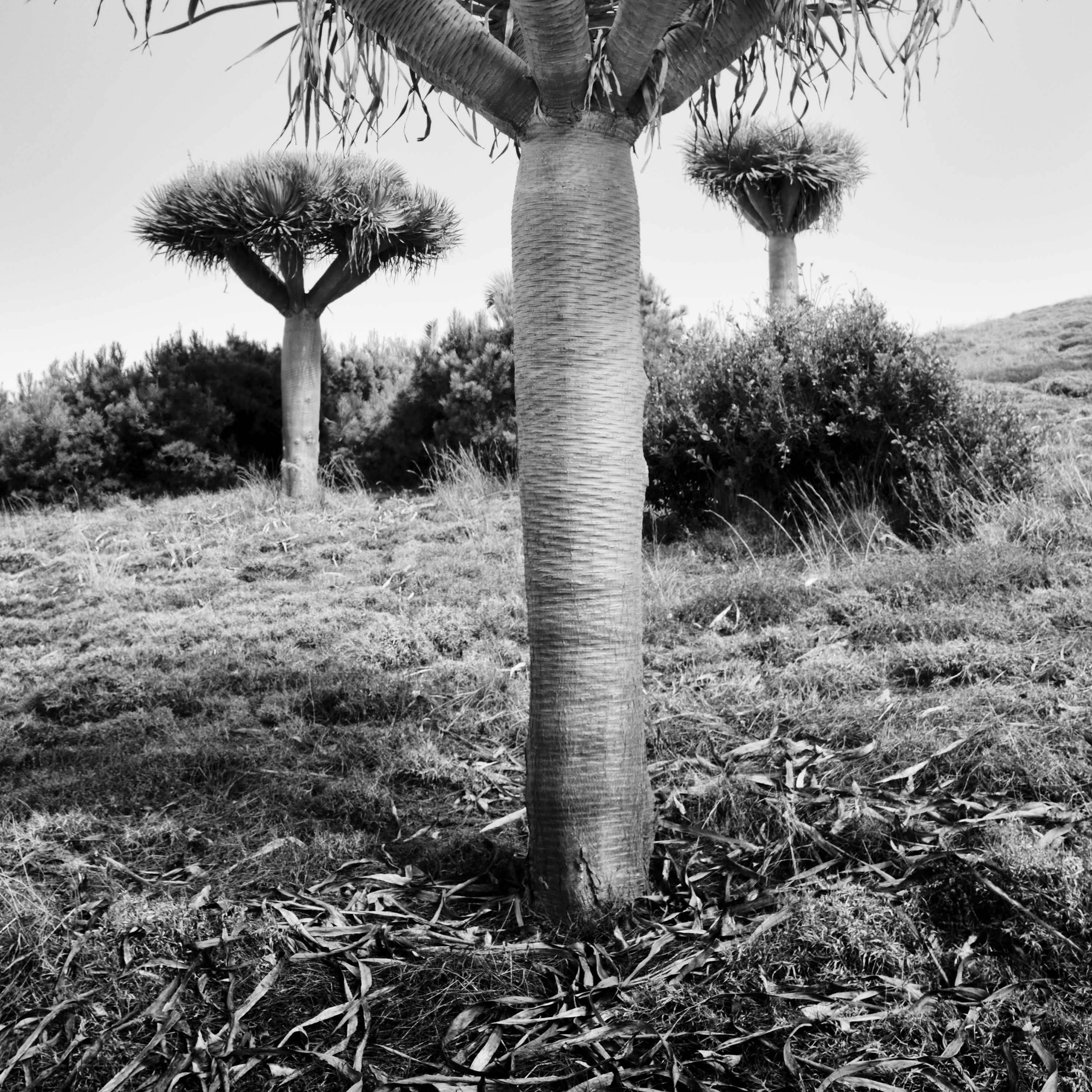 Canary Islands Dragon Tree, Madeira, black white fine art Landscape photography For Sale 5