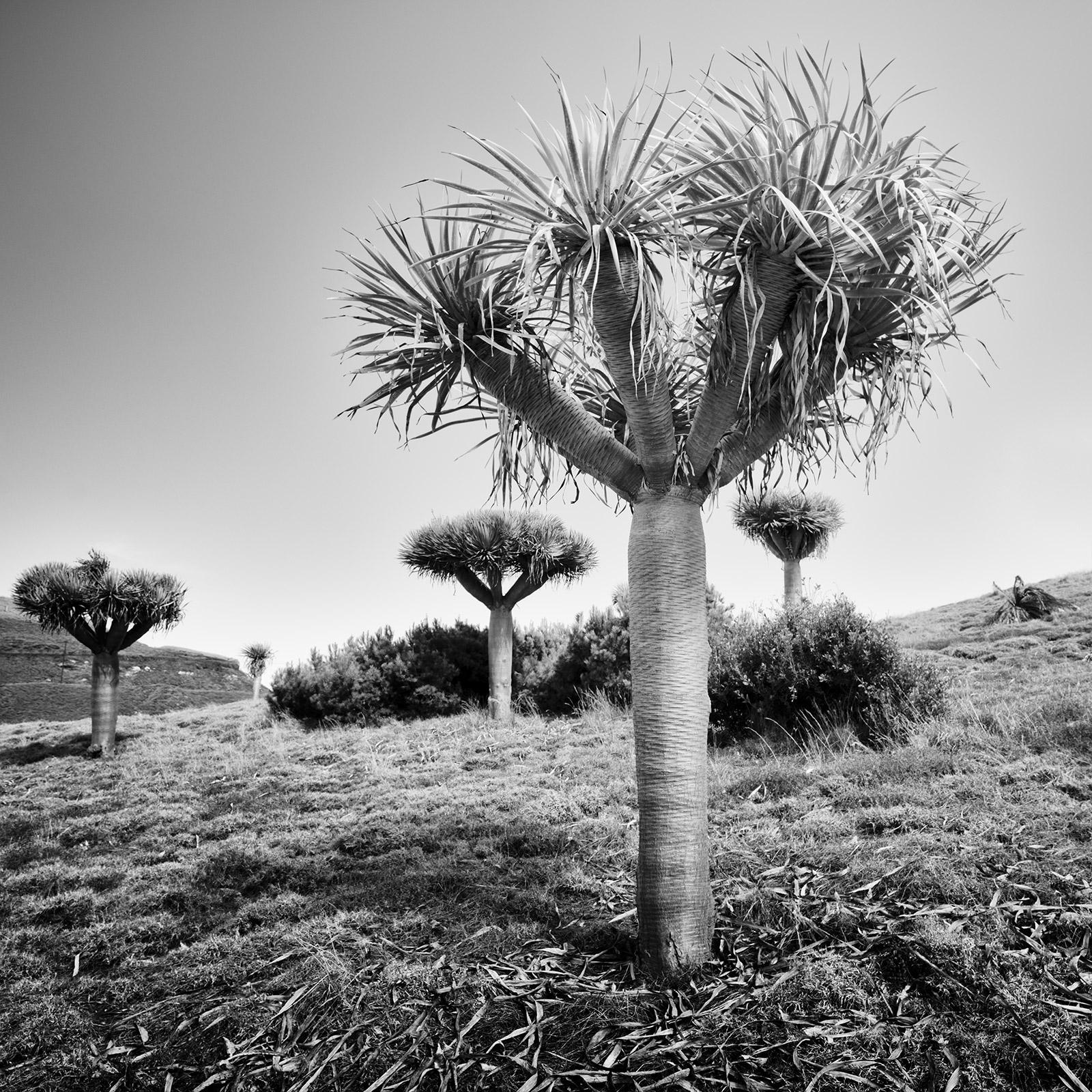 Gerald Berghammer Landscape Photograph - Canary Islands Dragon Tree, Madeira, black white fine art Landscape photography