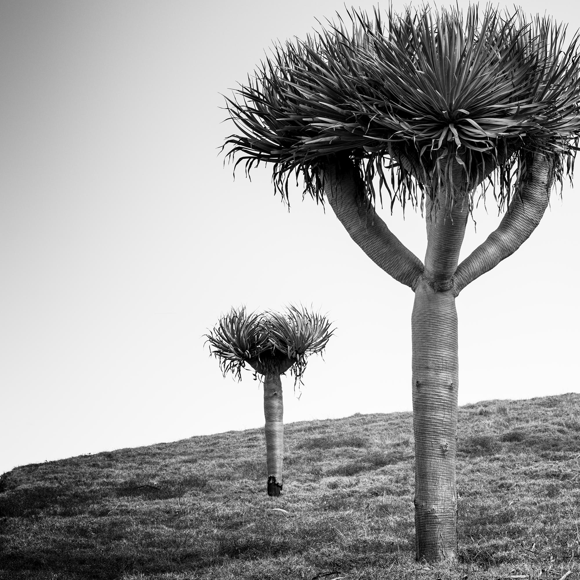 Dragonnier des Canaries, photographie en noir et blanc, édition limitée en vente 5