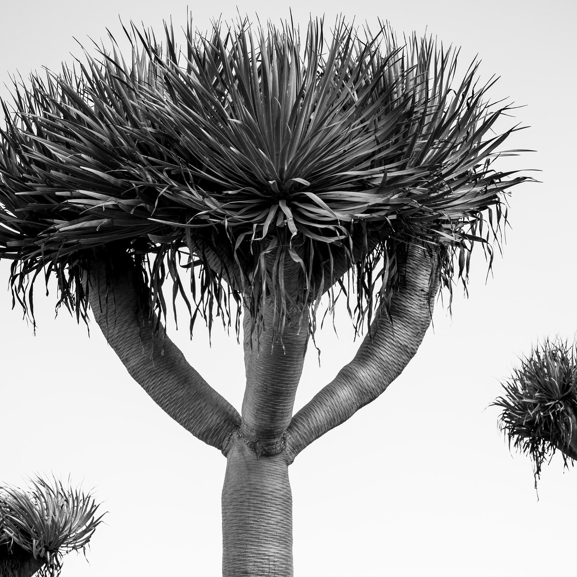 Dragonnier des Canaries, photographie en noir et blanc, édition limitée en vente 7